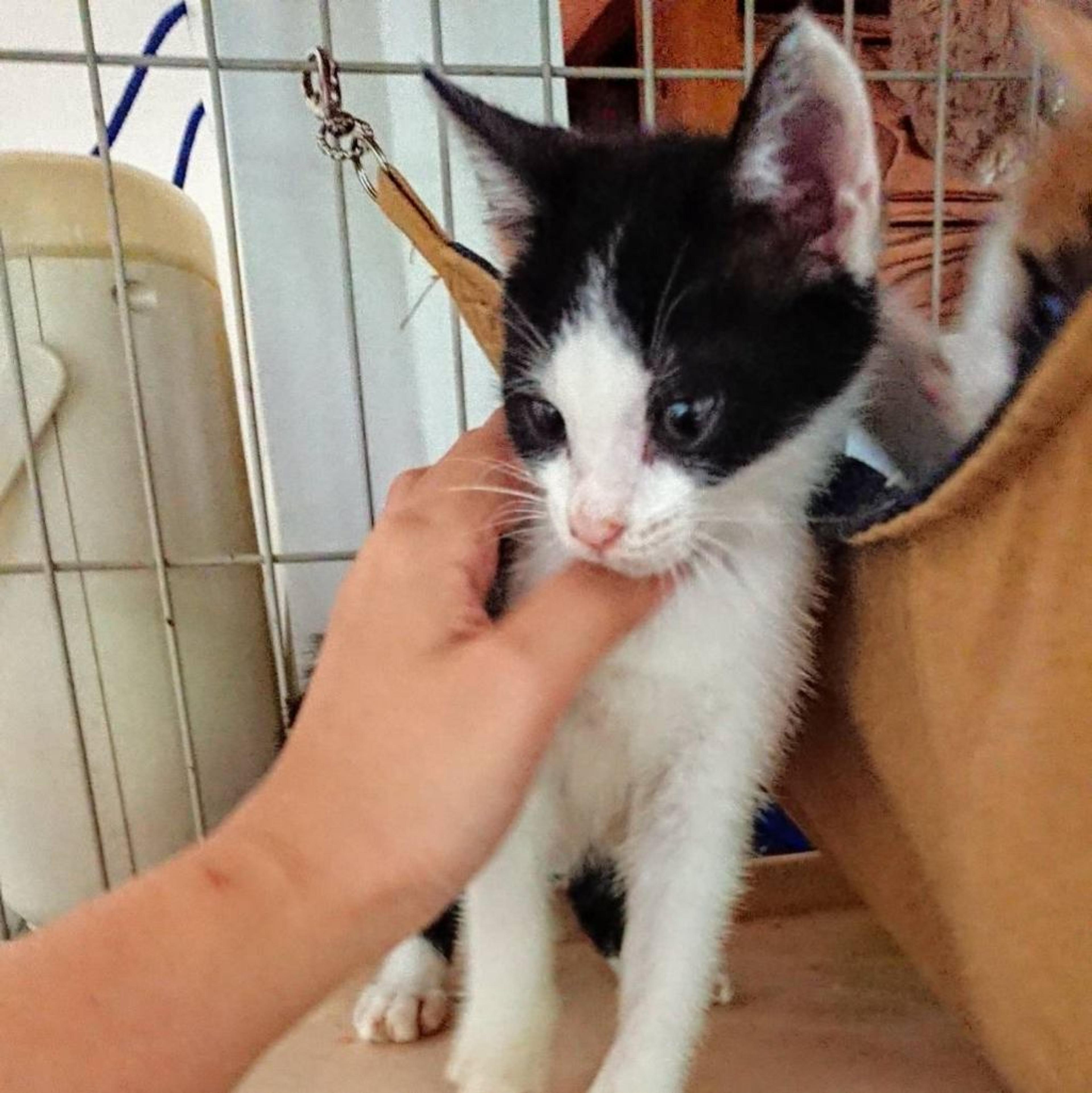 pet-image-3