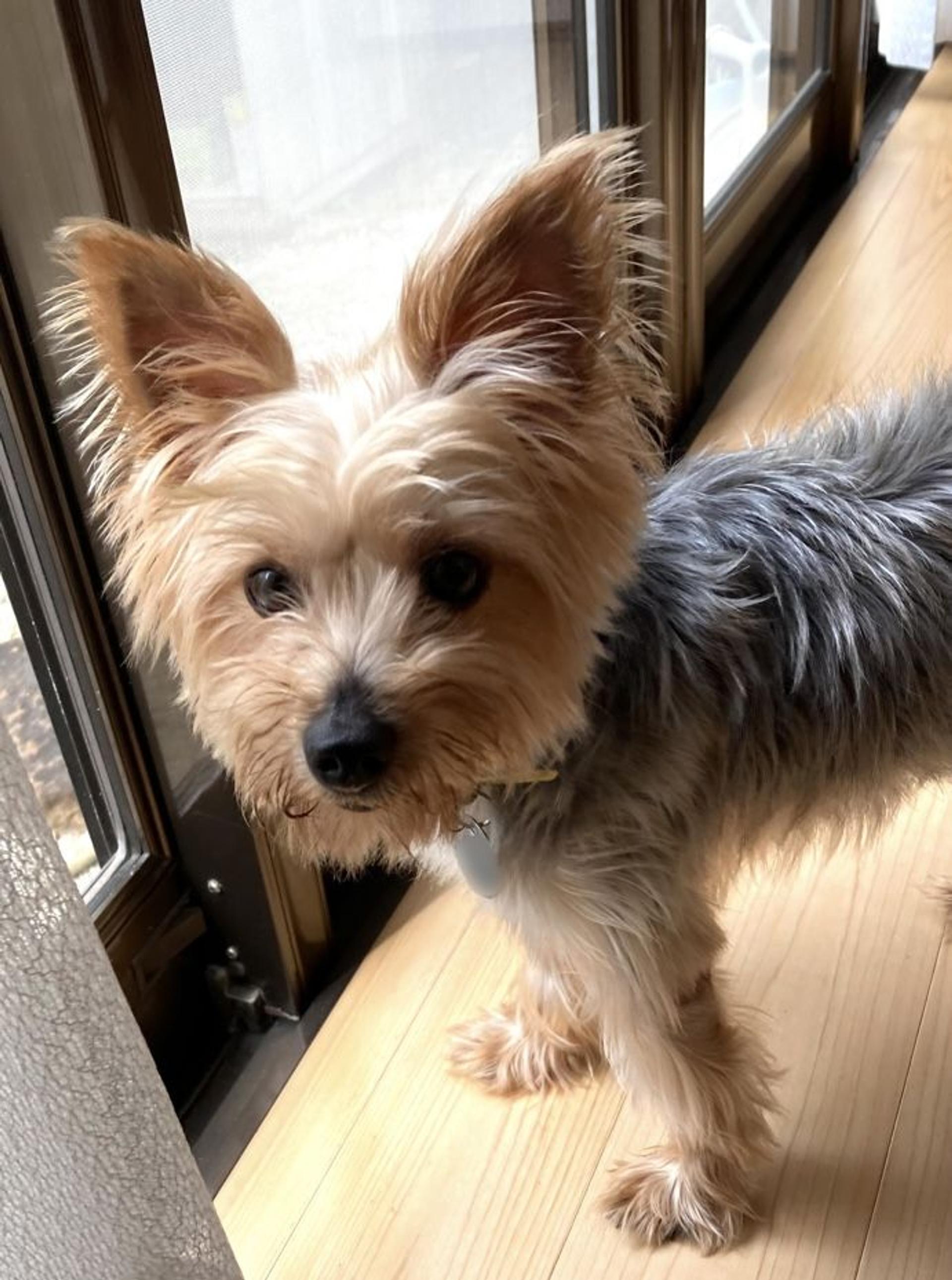pet-image-2