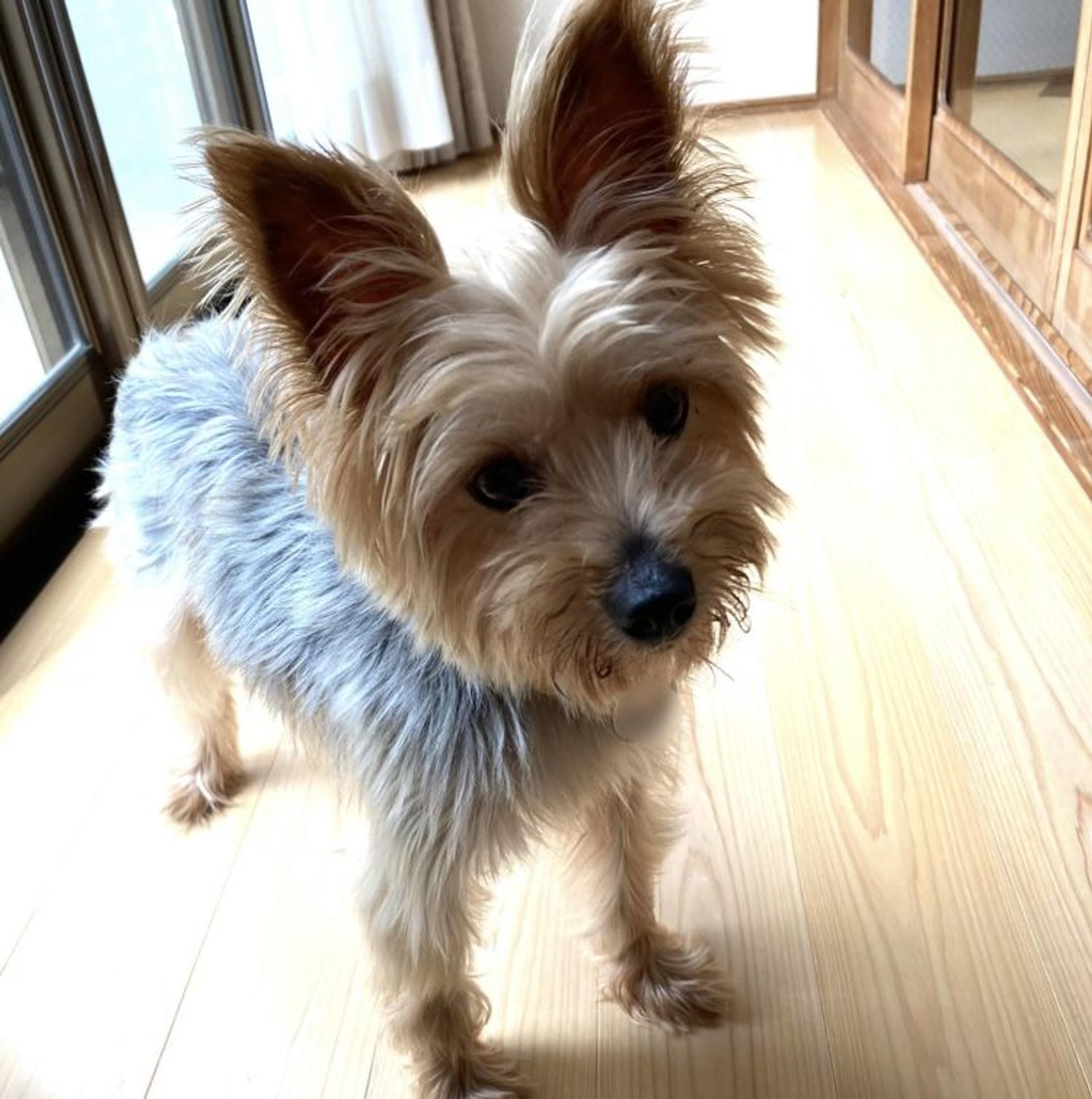 pet-image-3