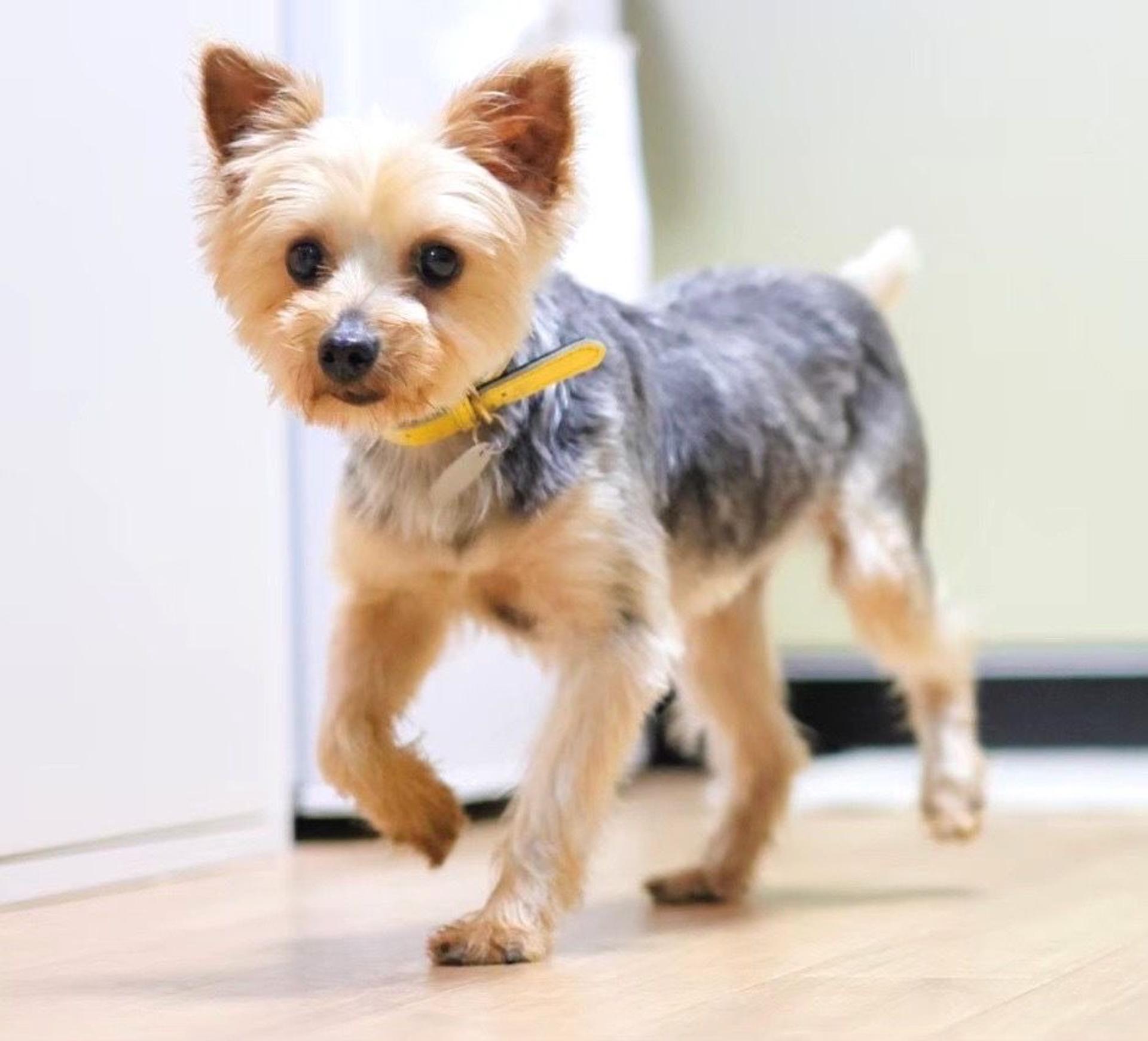 pet-image-4