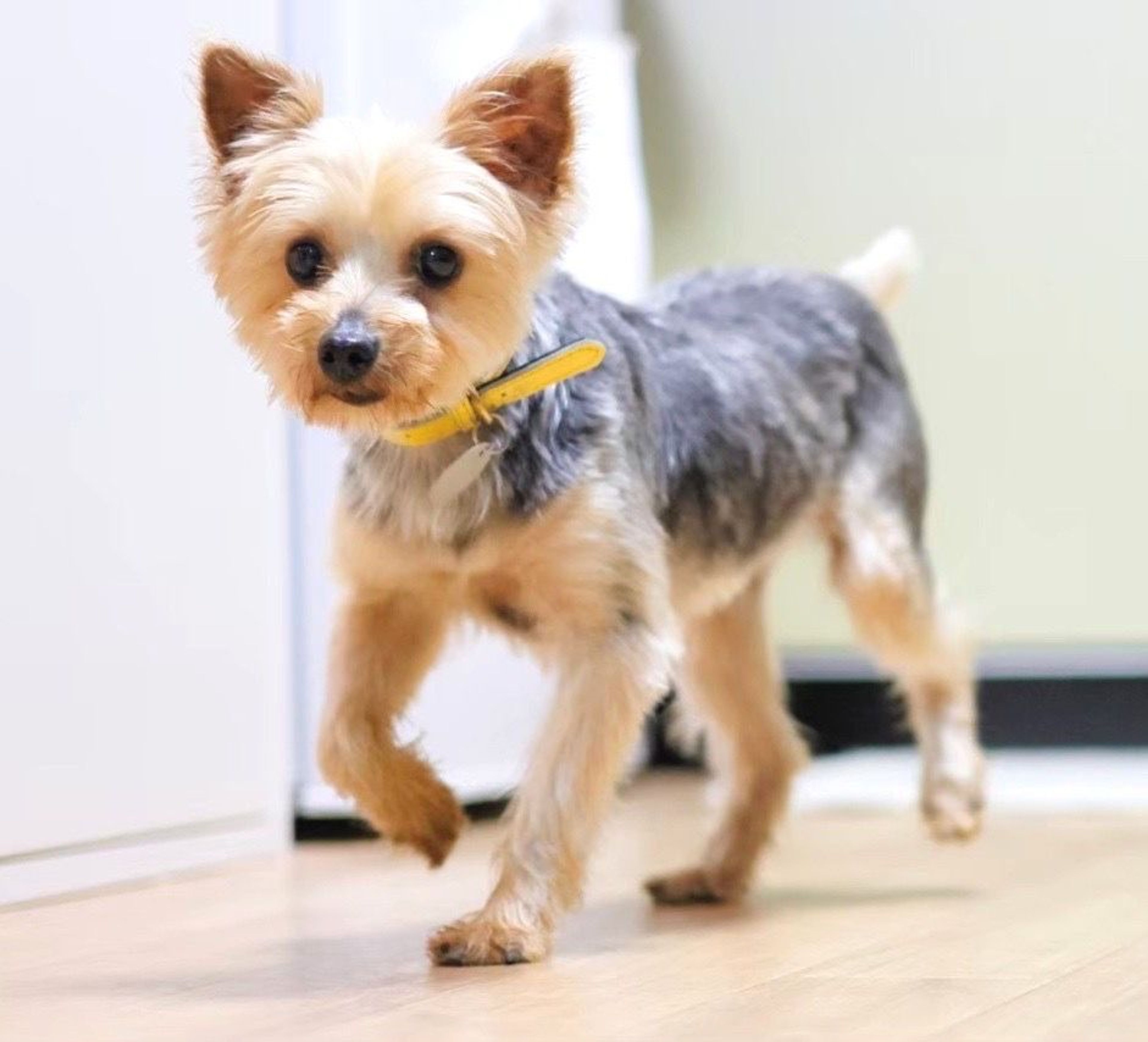 pet-image-4