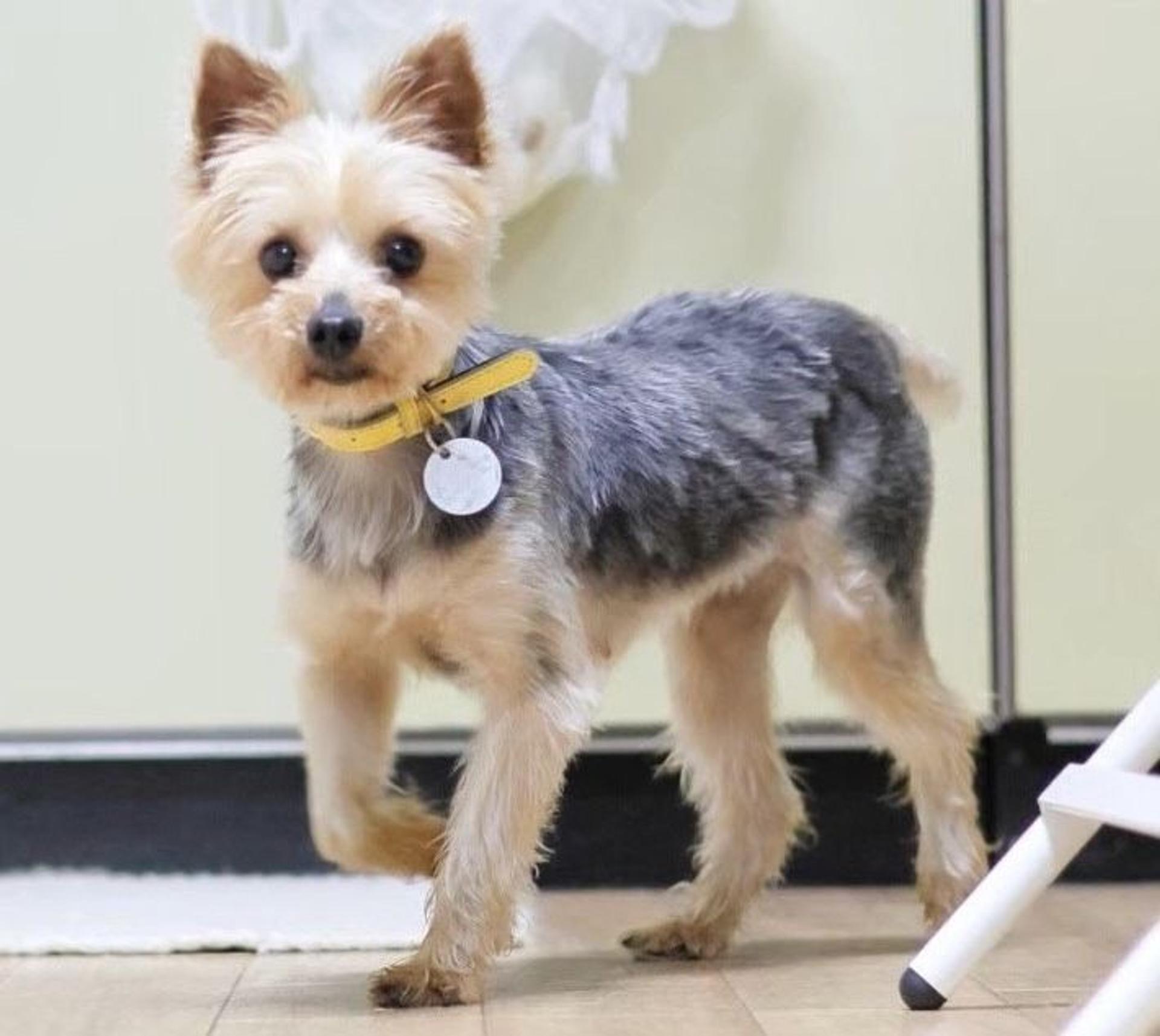 pet-image-5
