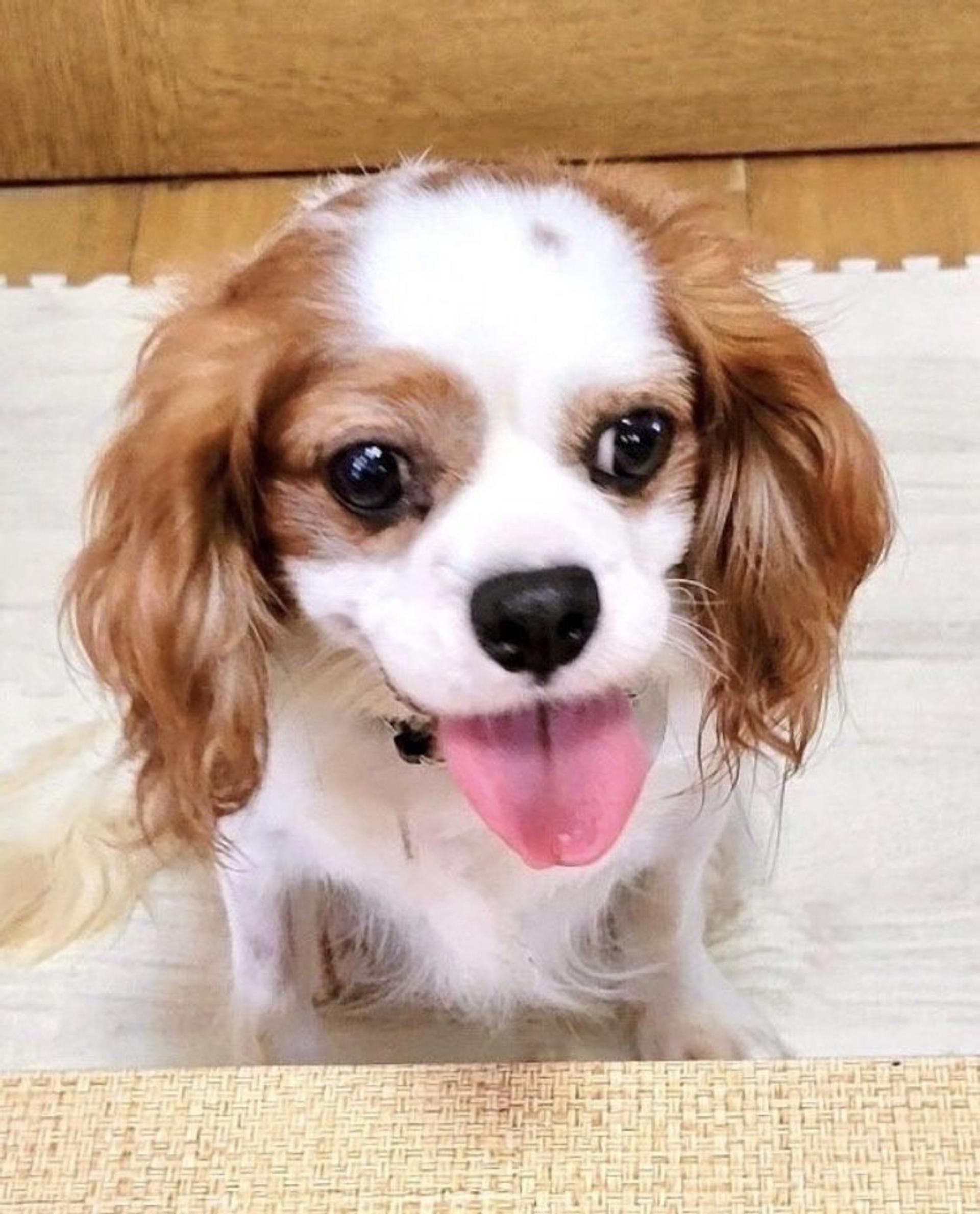 pet-image-4