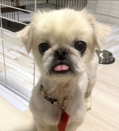 カズラちゃんの写真