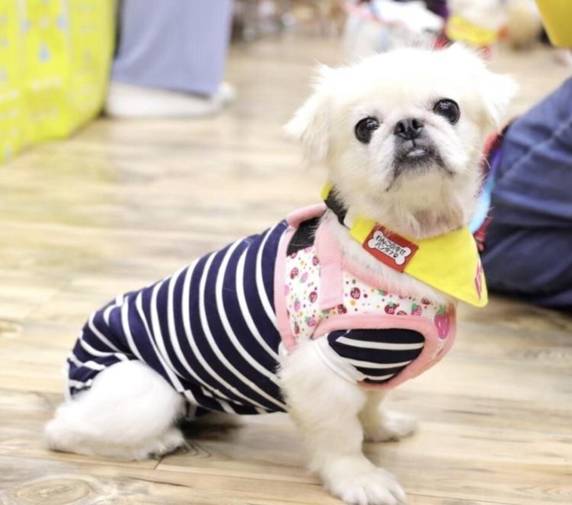 pet-image-2