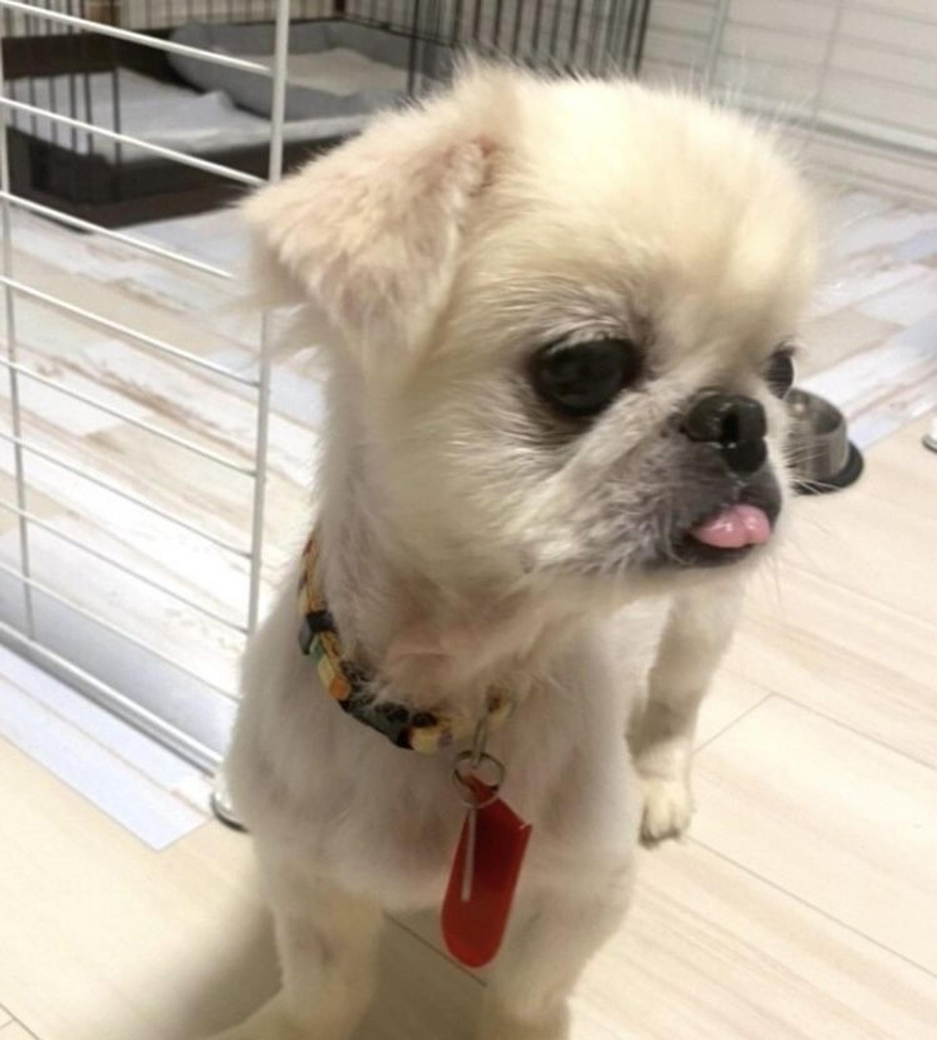 pet-image-3