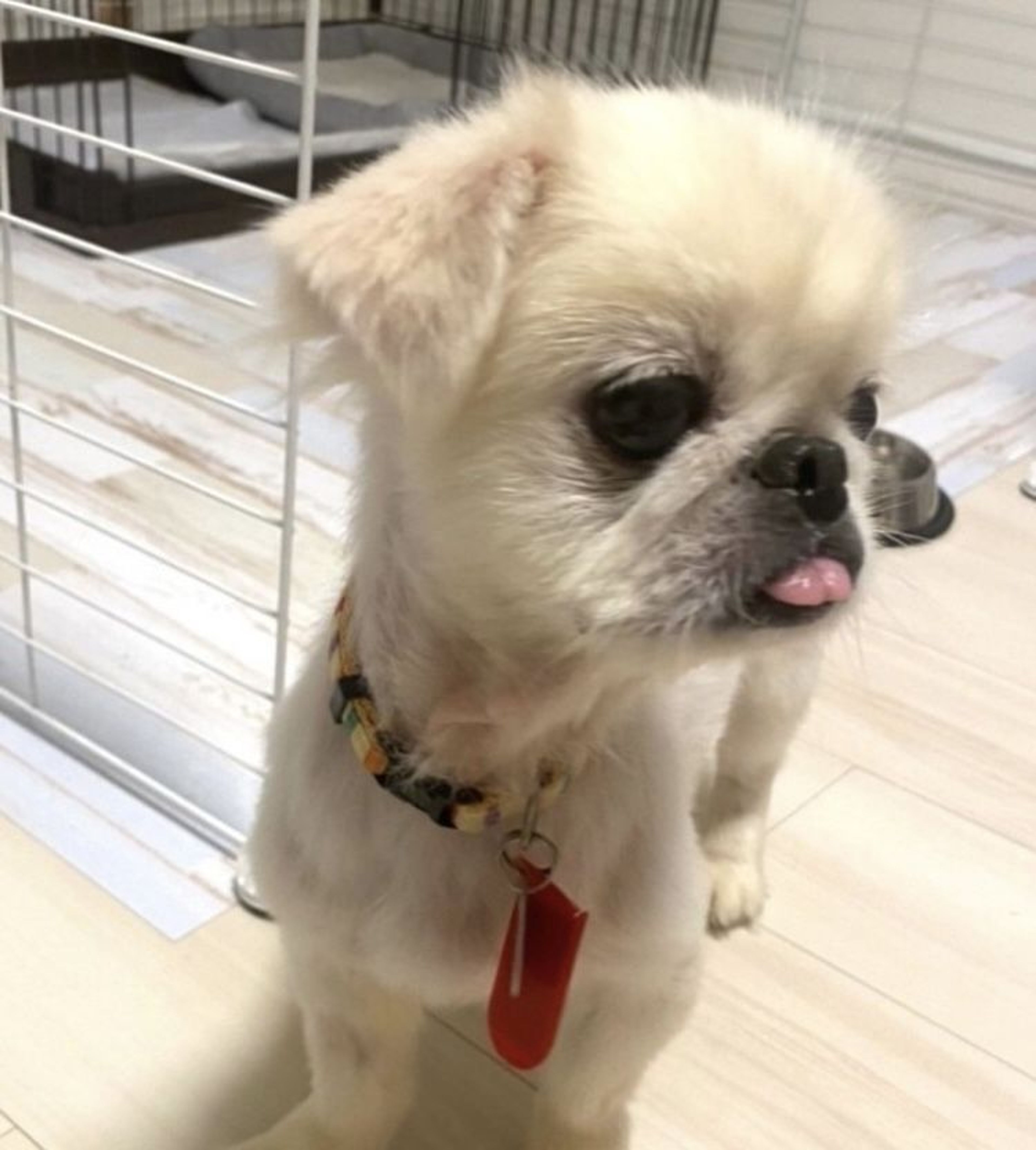 pet-image-3