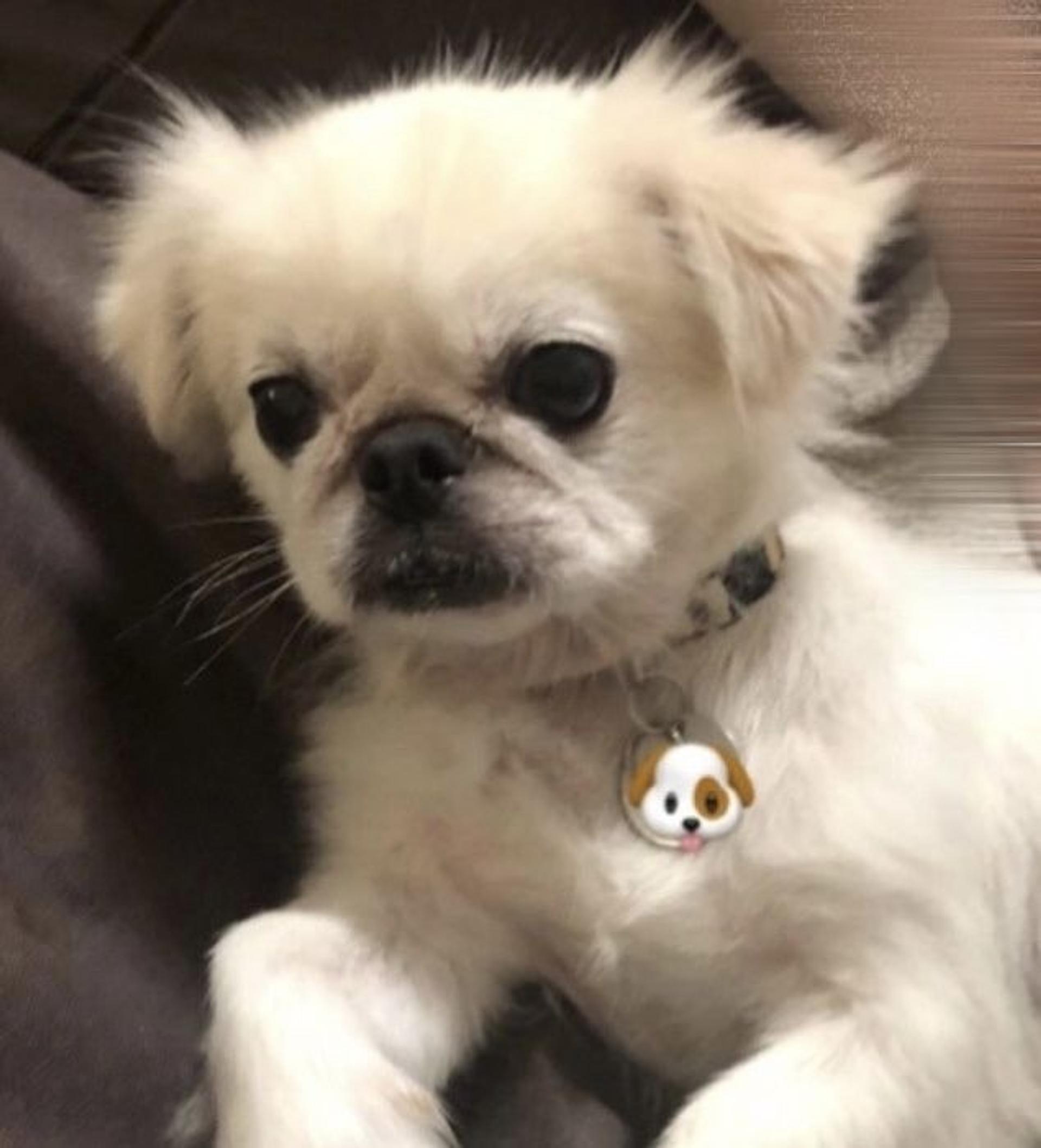 pet-image-4