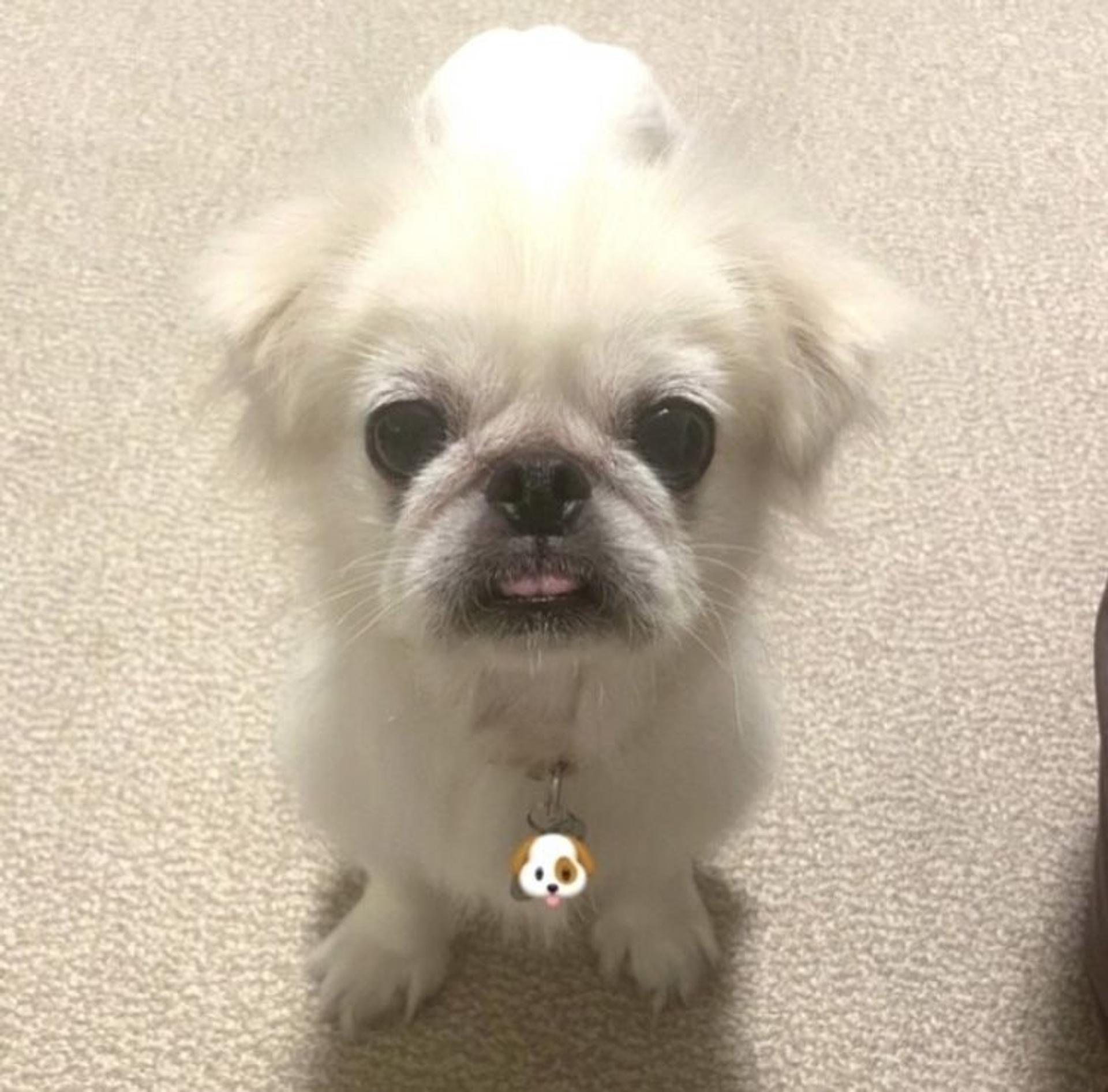 pet-image-7
