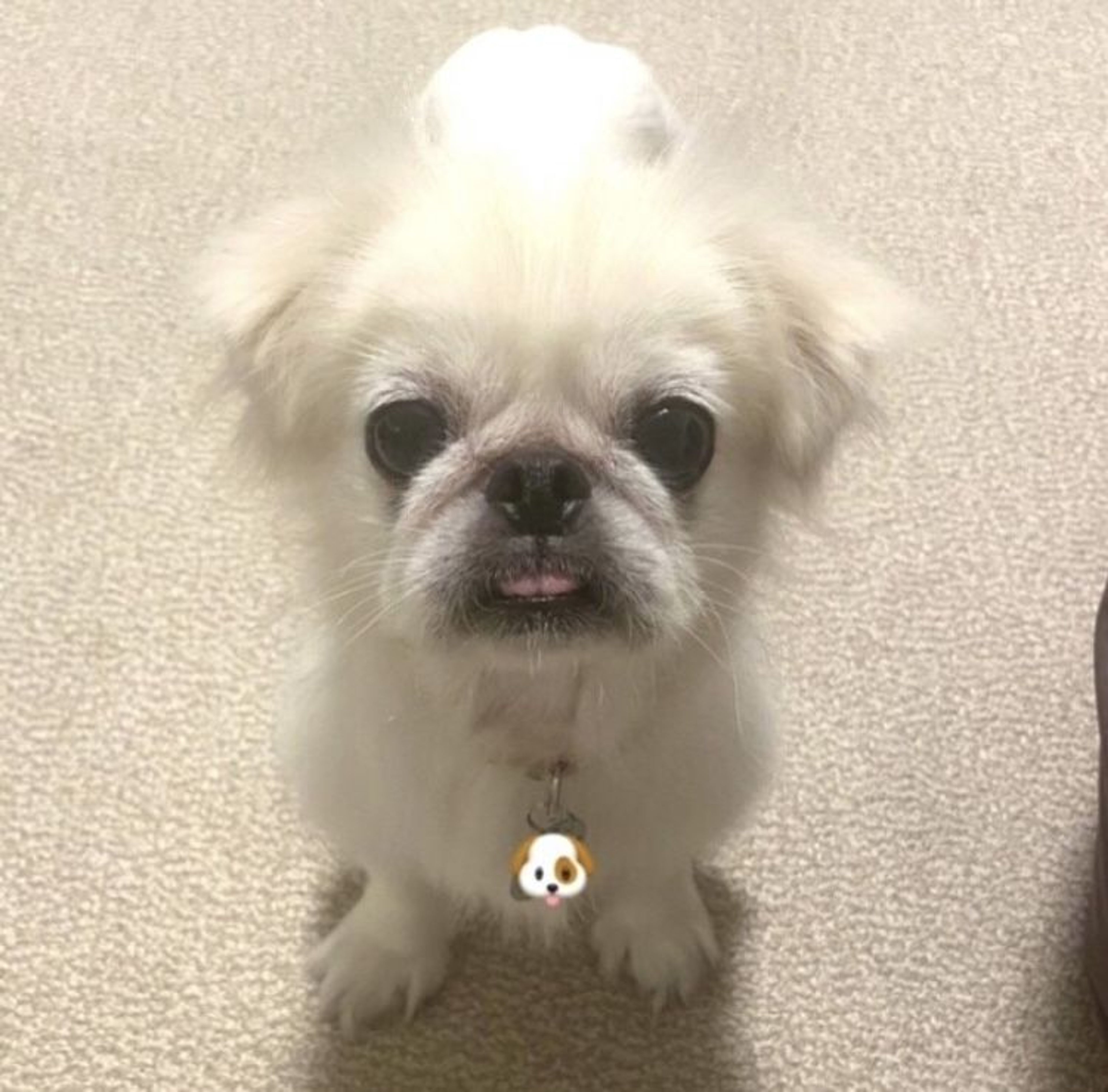 pet-image-7