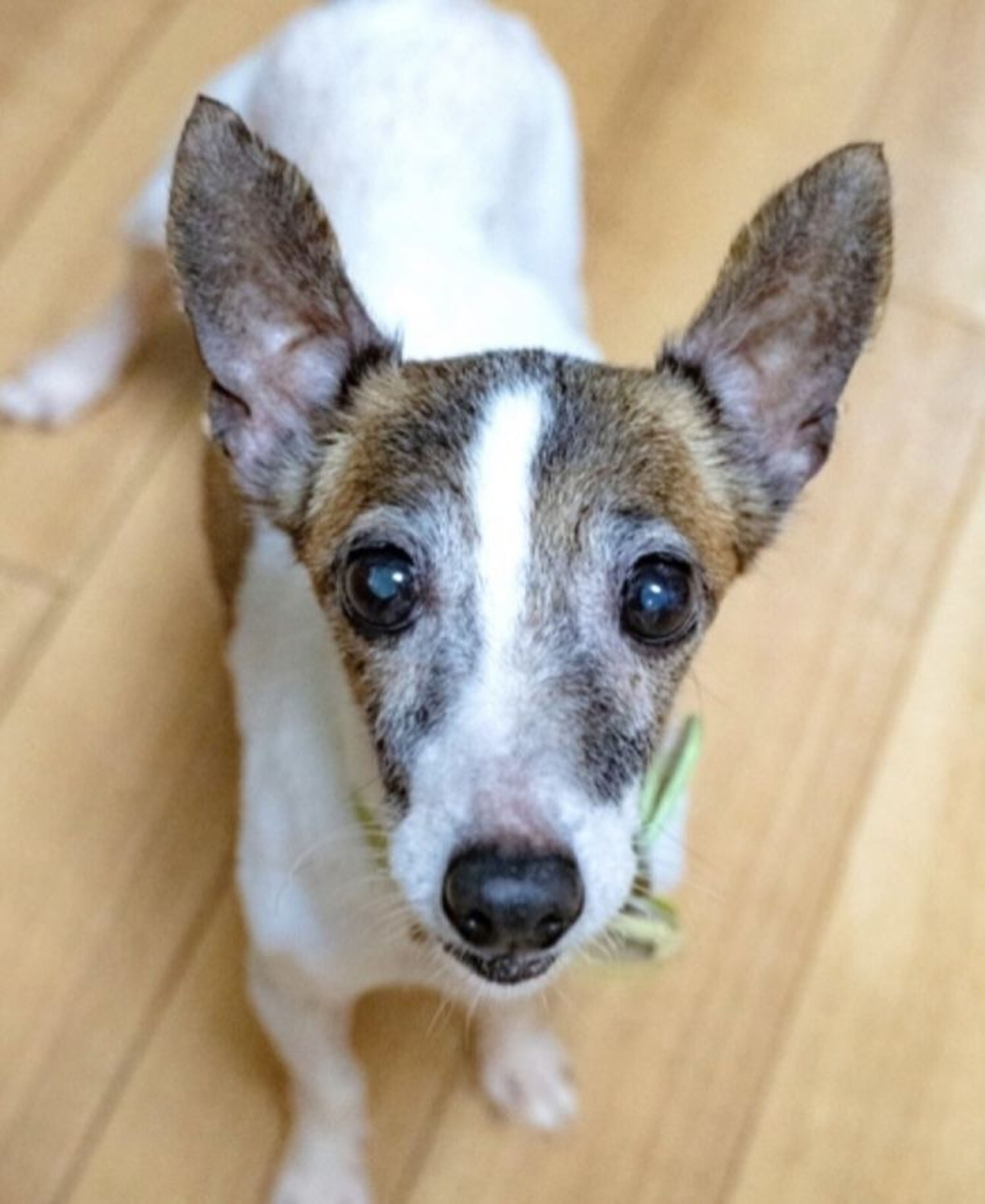 ミレー　犬を抱いた少女 小さな小さなミックス犬の女の子ペニーちゃん | 雑種（ミックス