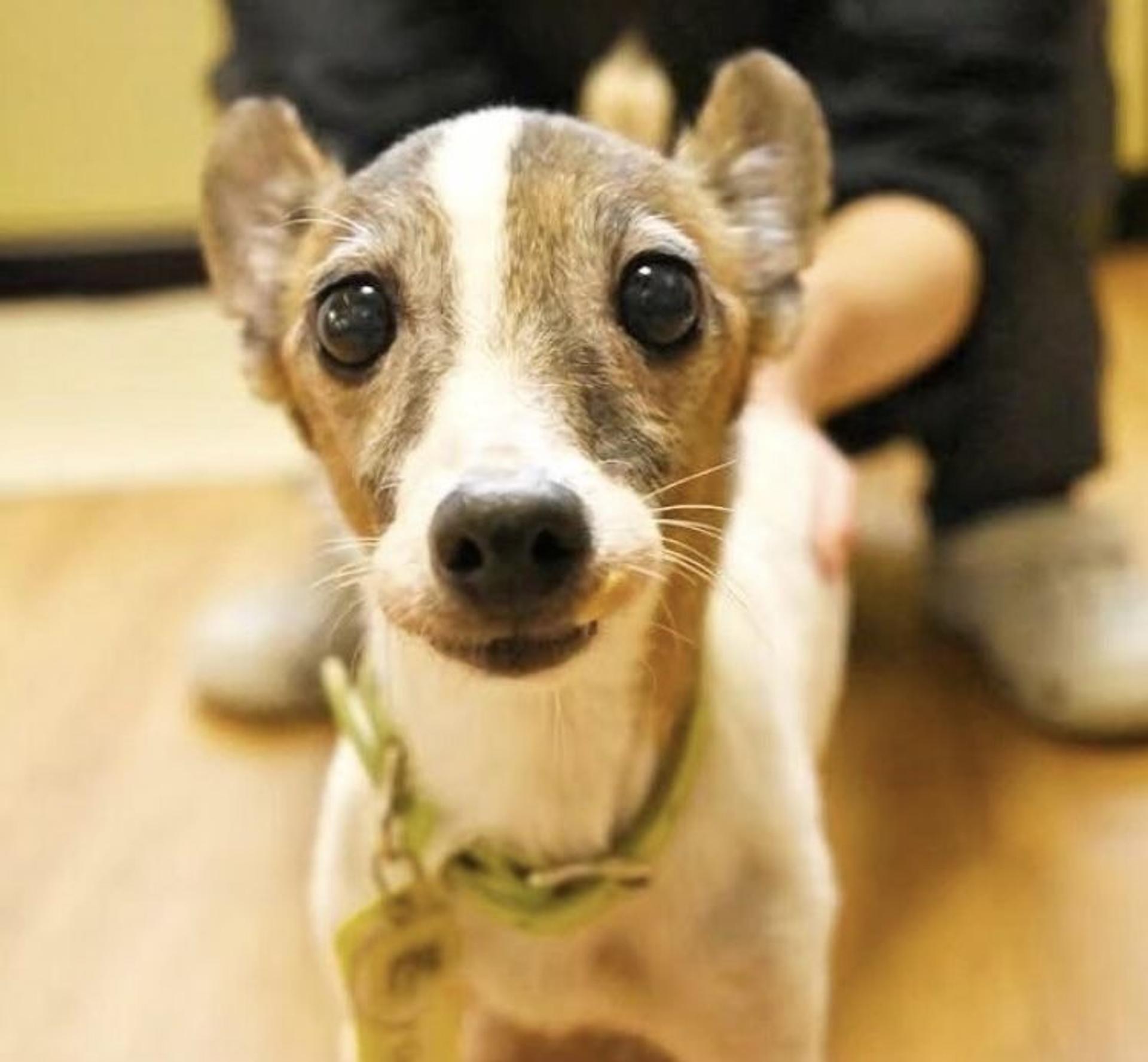 pet-image-2