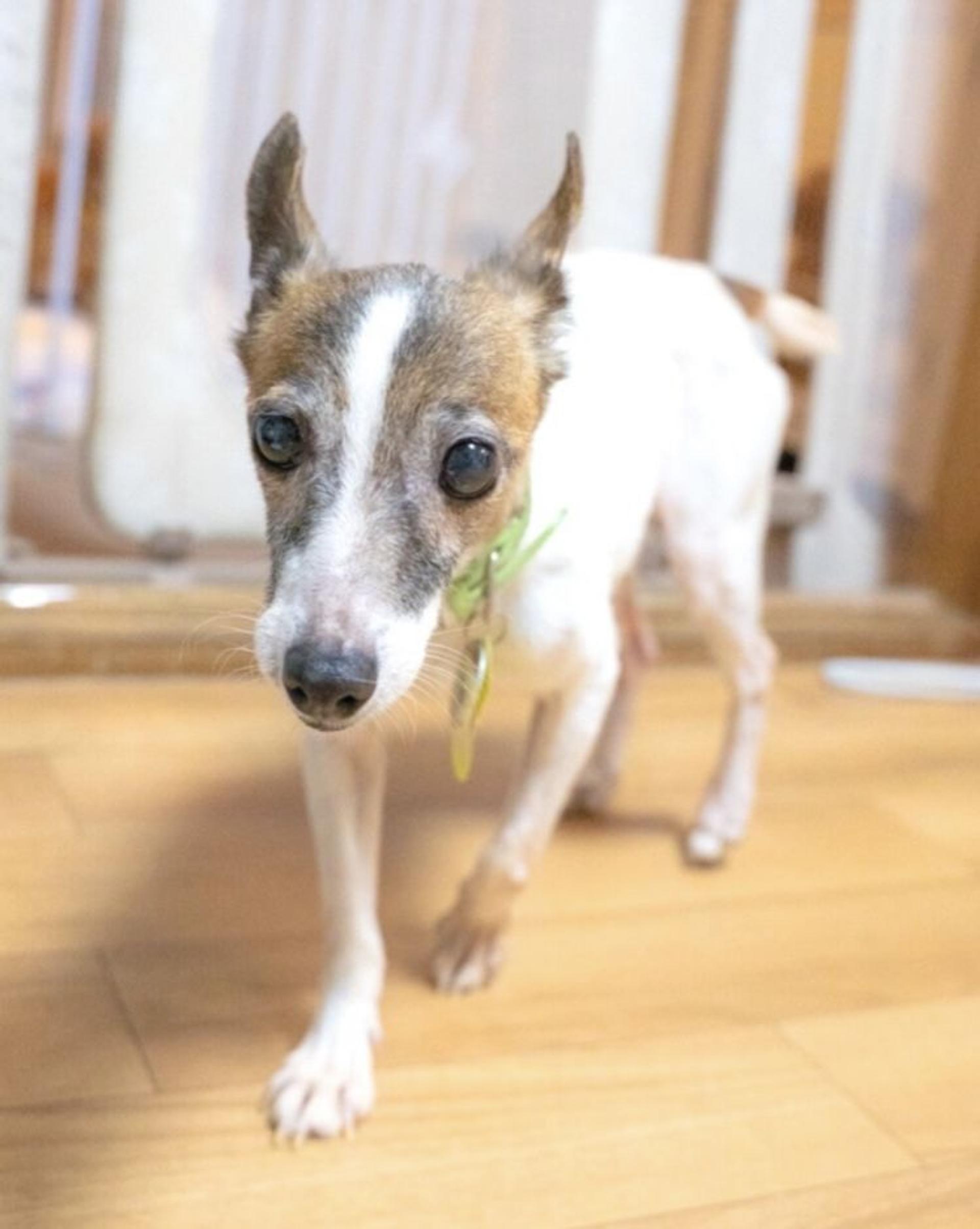 pet-image-4
