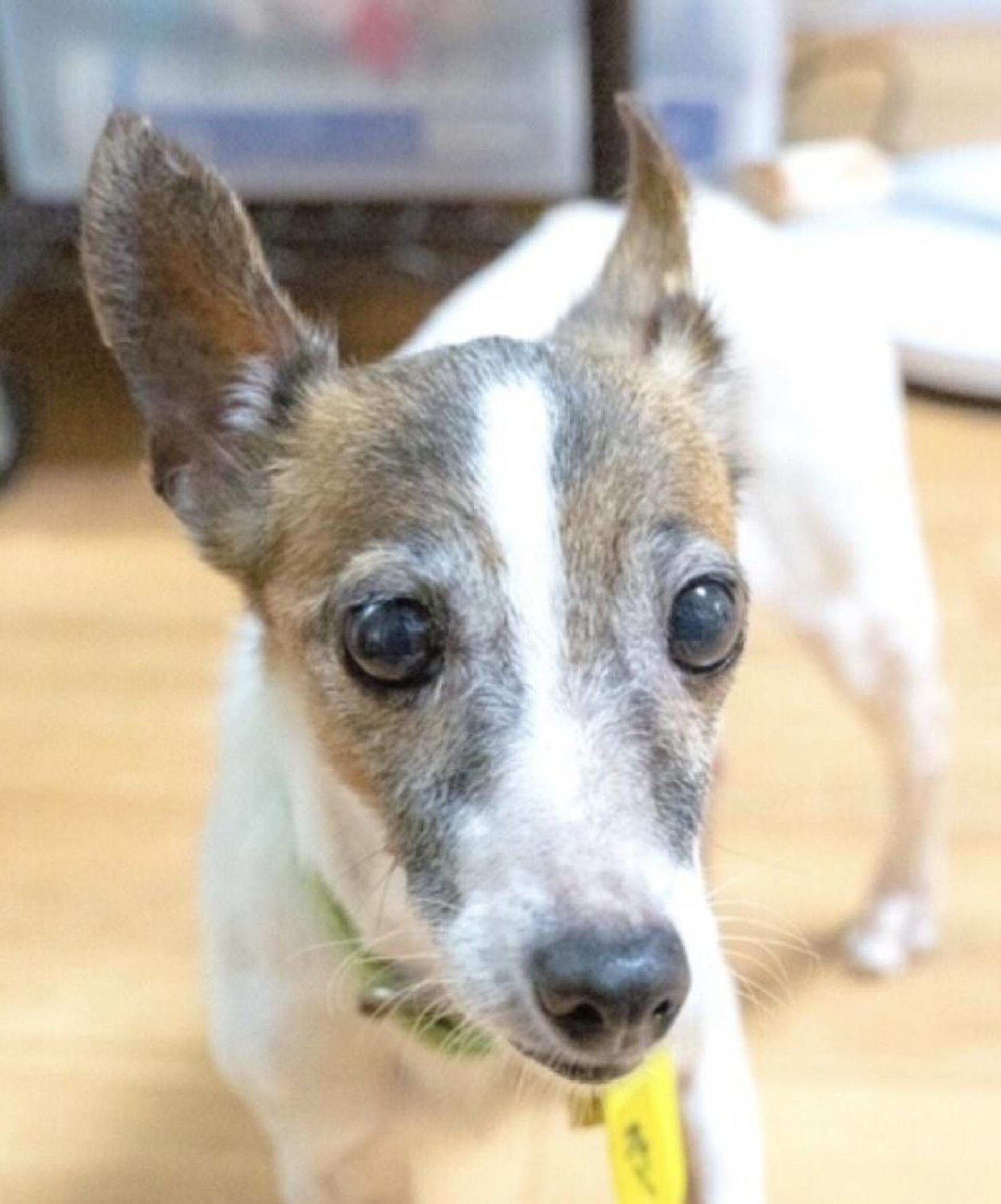 pet-image-5