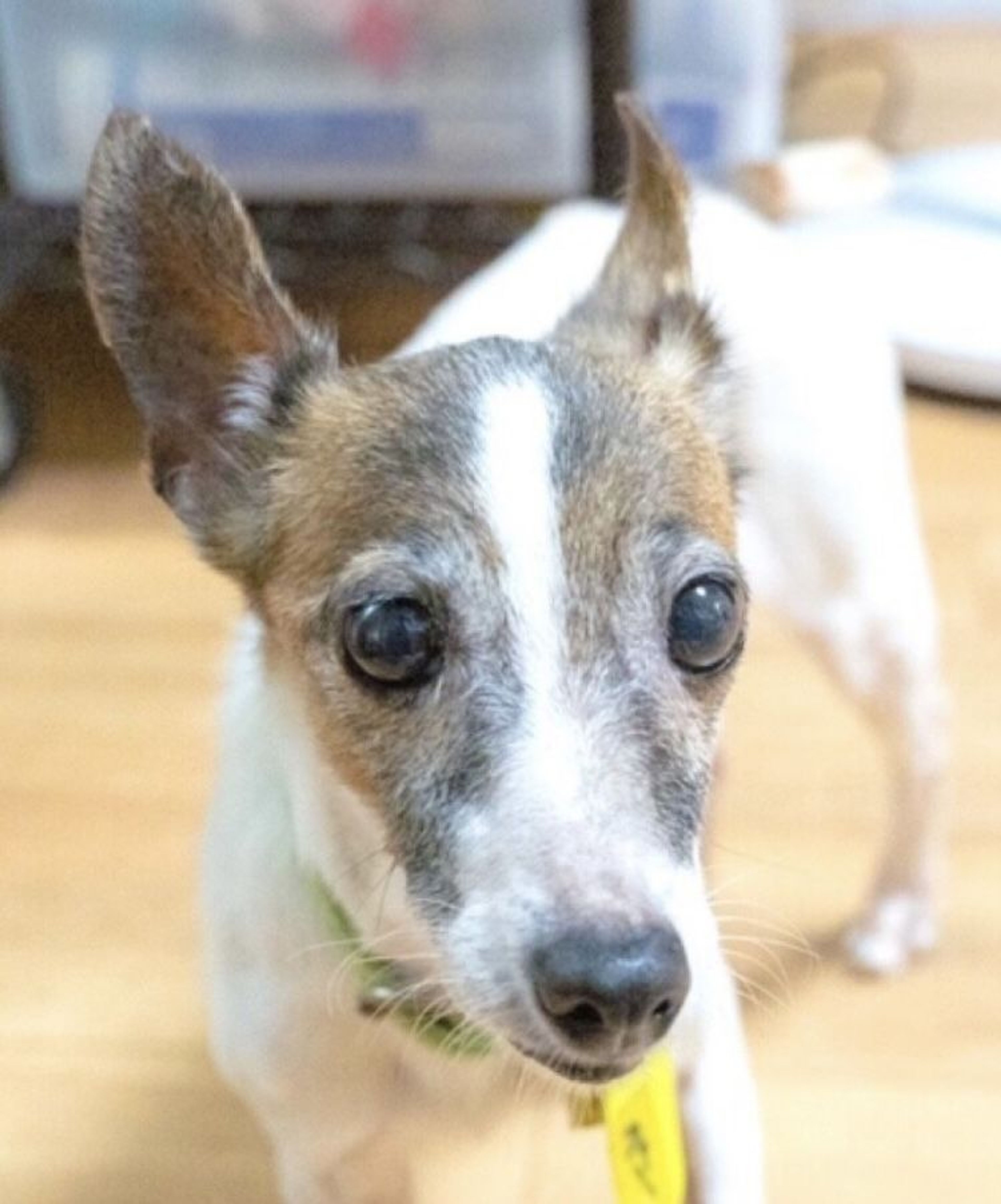 pet-image-5