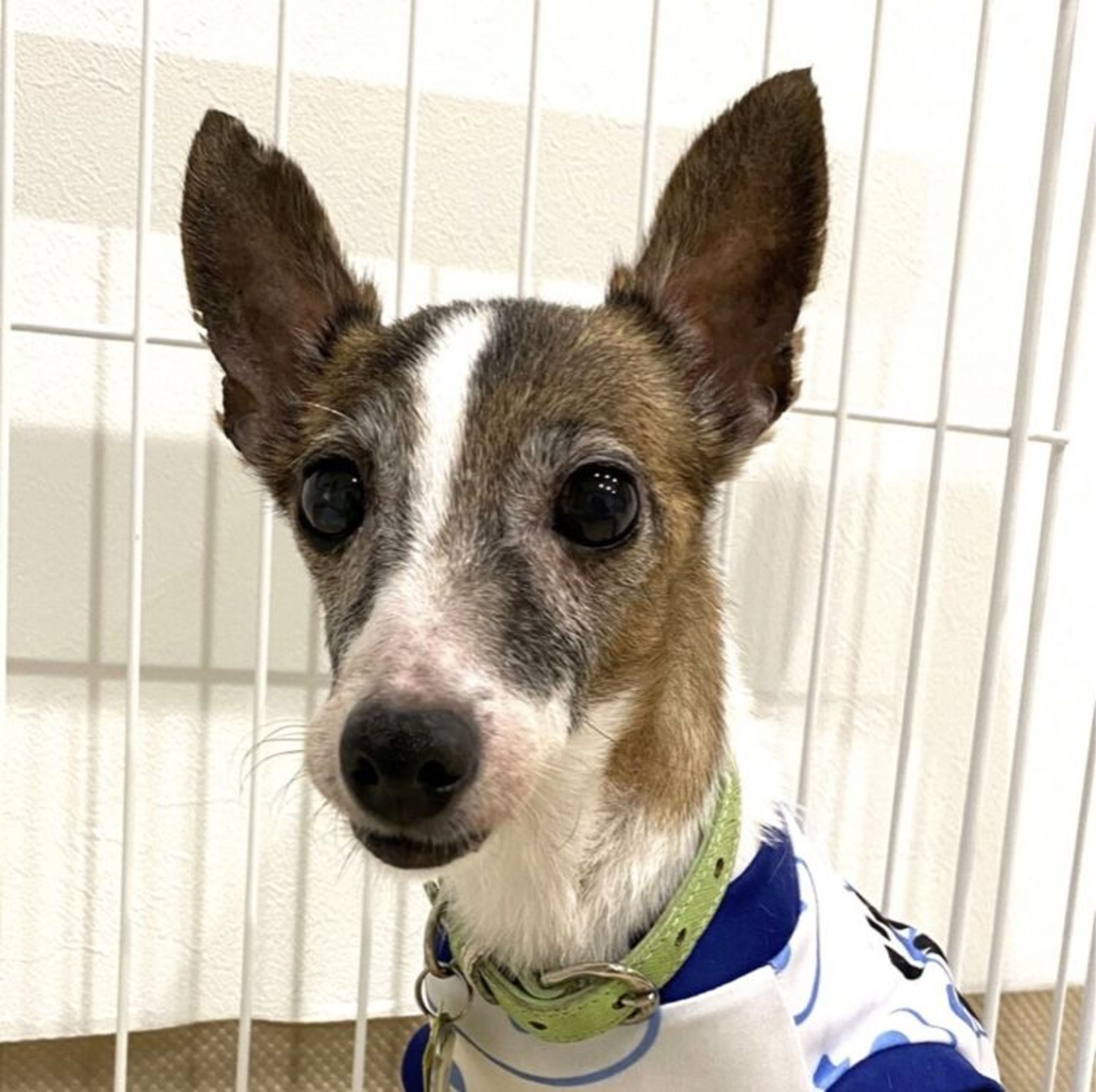 小さな小さなミックス犬の女の子ペニーちゃん | 雑種（ミックス