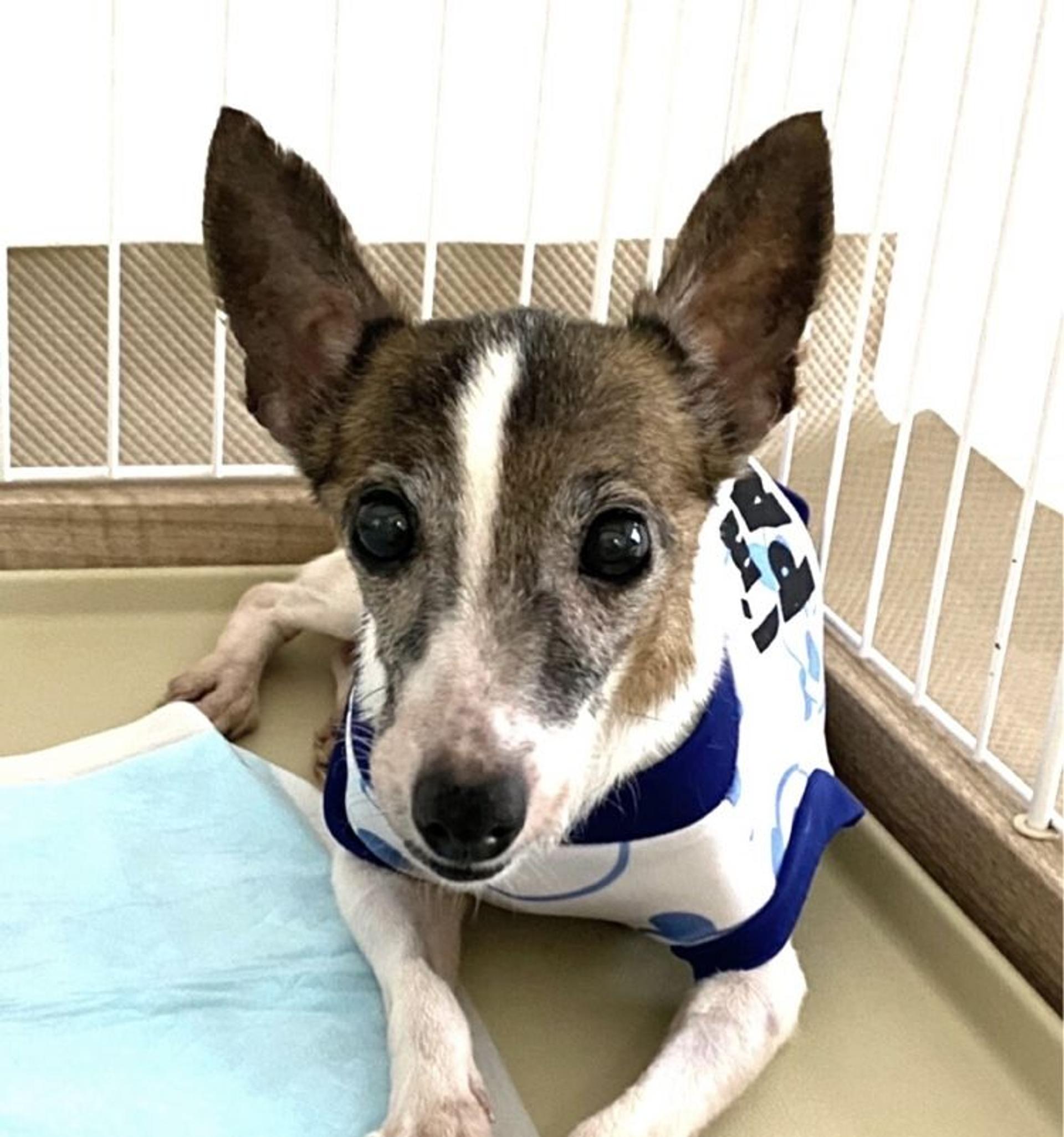 pet-image-7