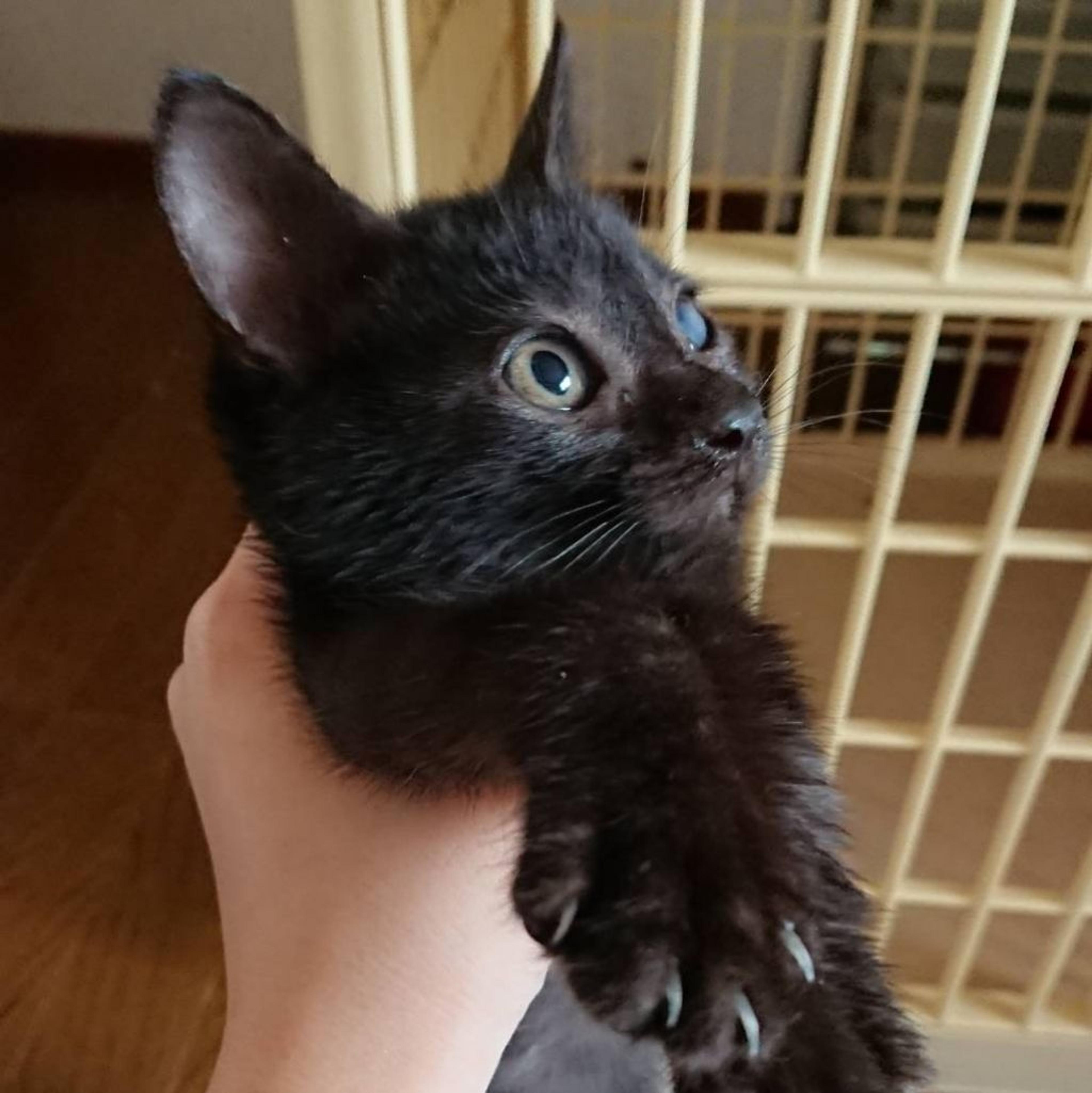 pet-image-2