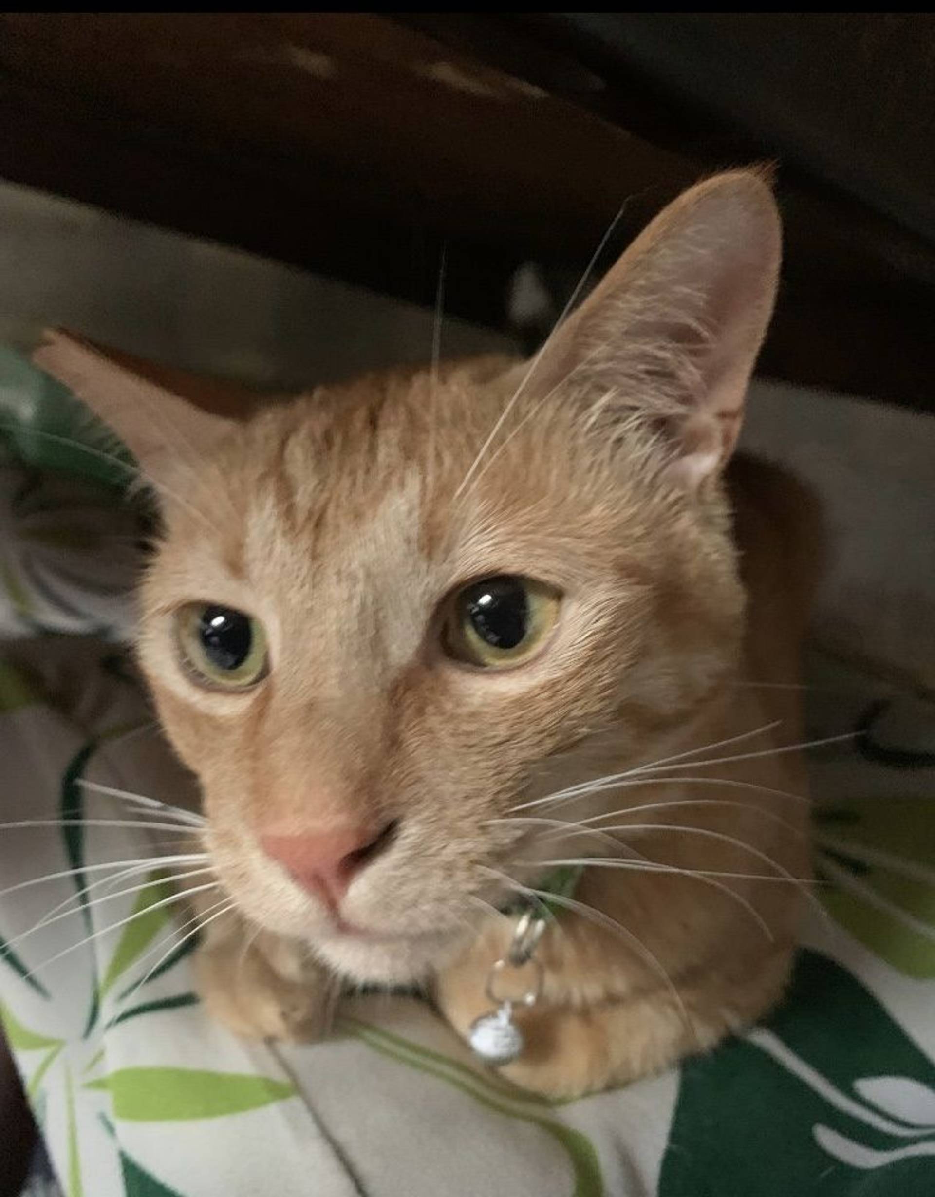雑種（ミックス猫）・オスの里親募集の写真