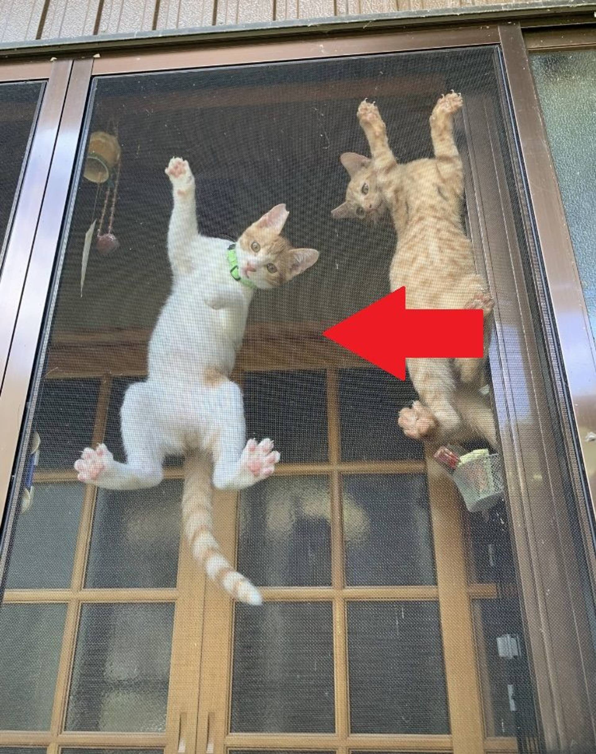 雑種（ミックス猫）・オスの里親募集の写真
