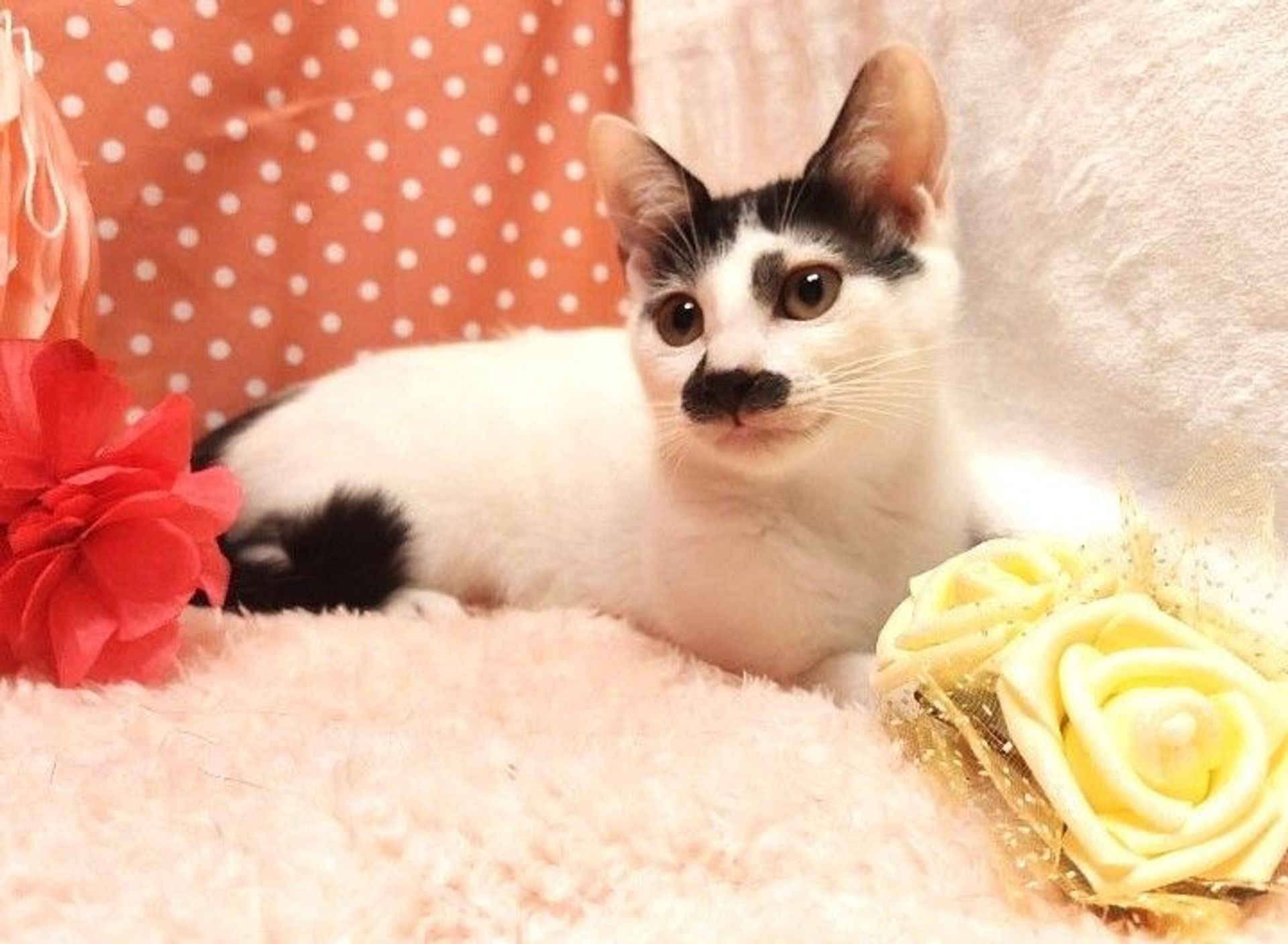 雑種（ミックス猫）・メスの里親募集の写真