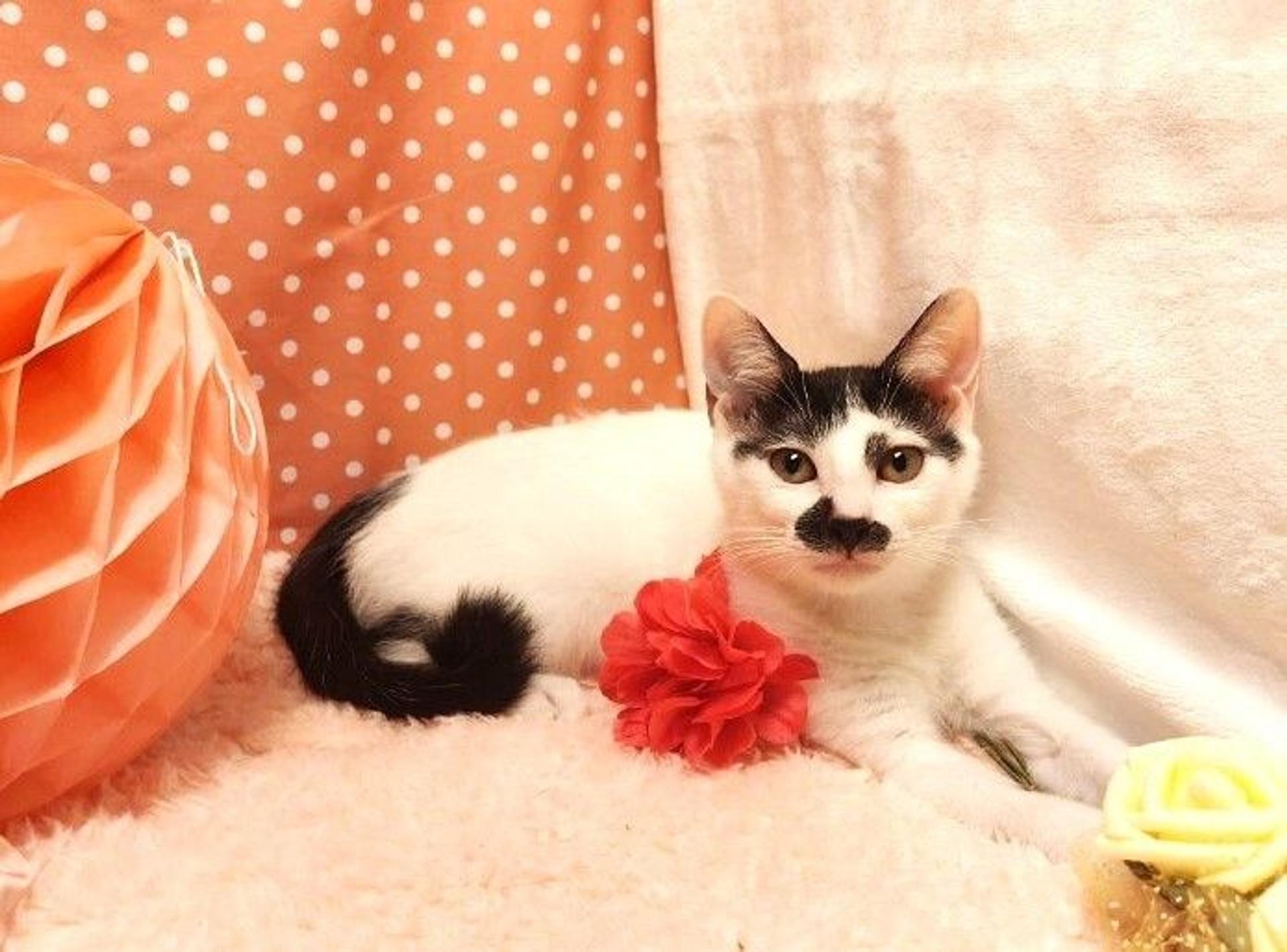 pet-image-2