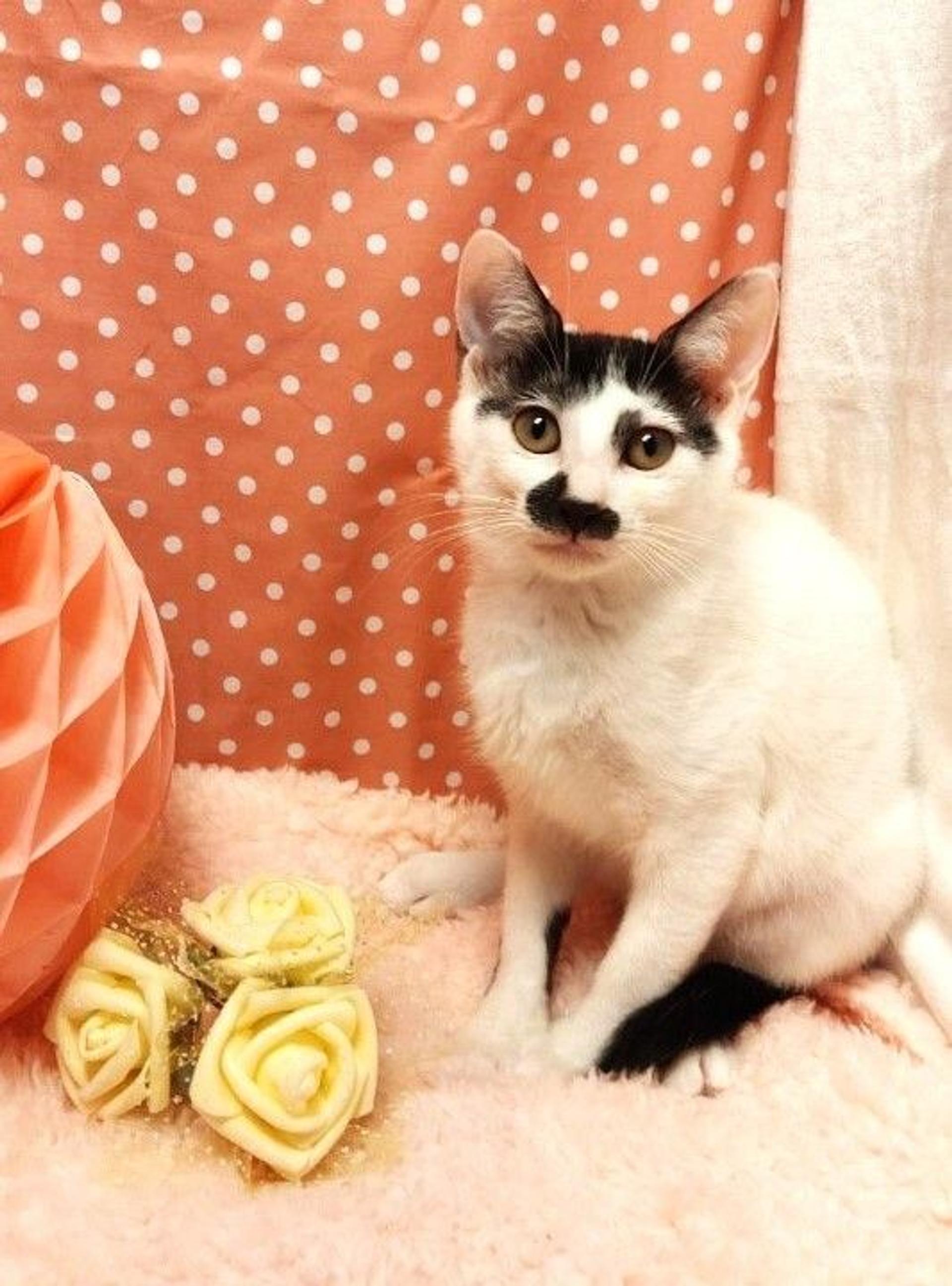 pet-image-3