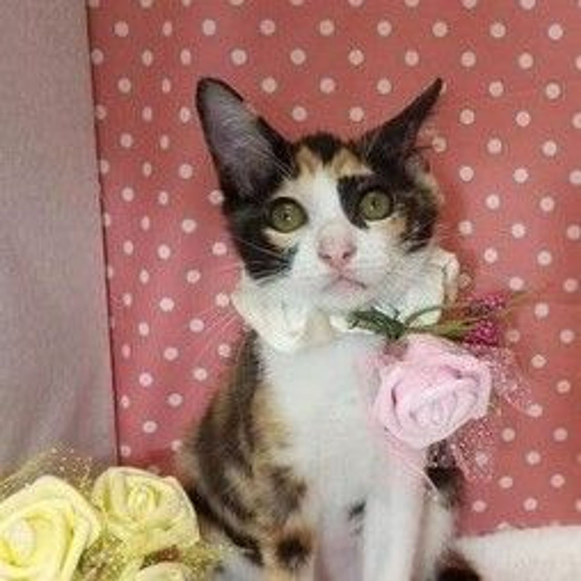 日本猫・メスの里親募集の写真