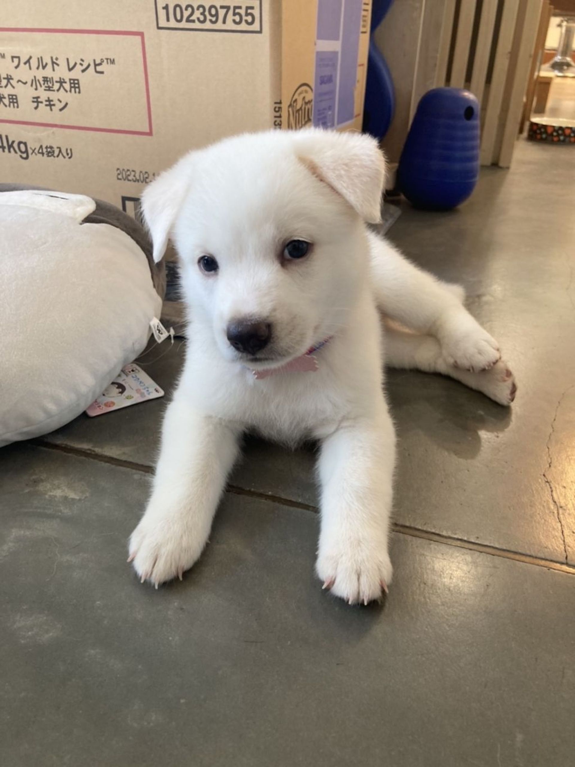 雑種（ミックス犬）・オスの里親募集の写真