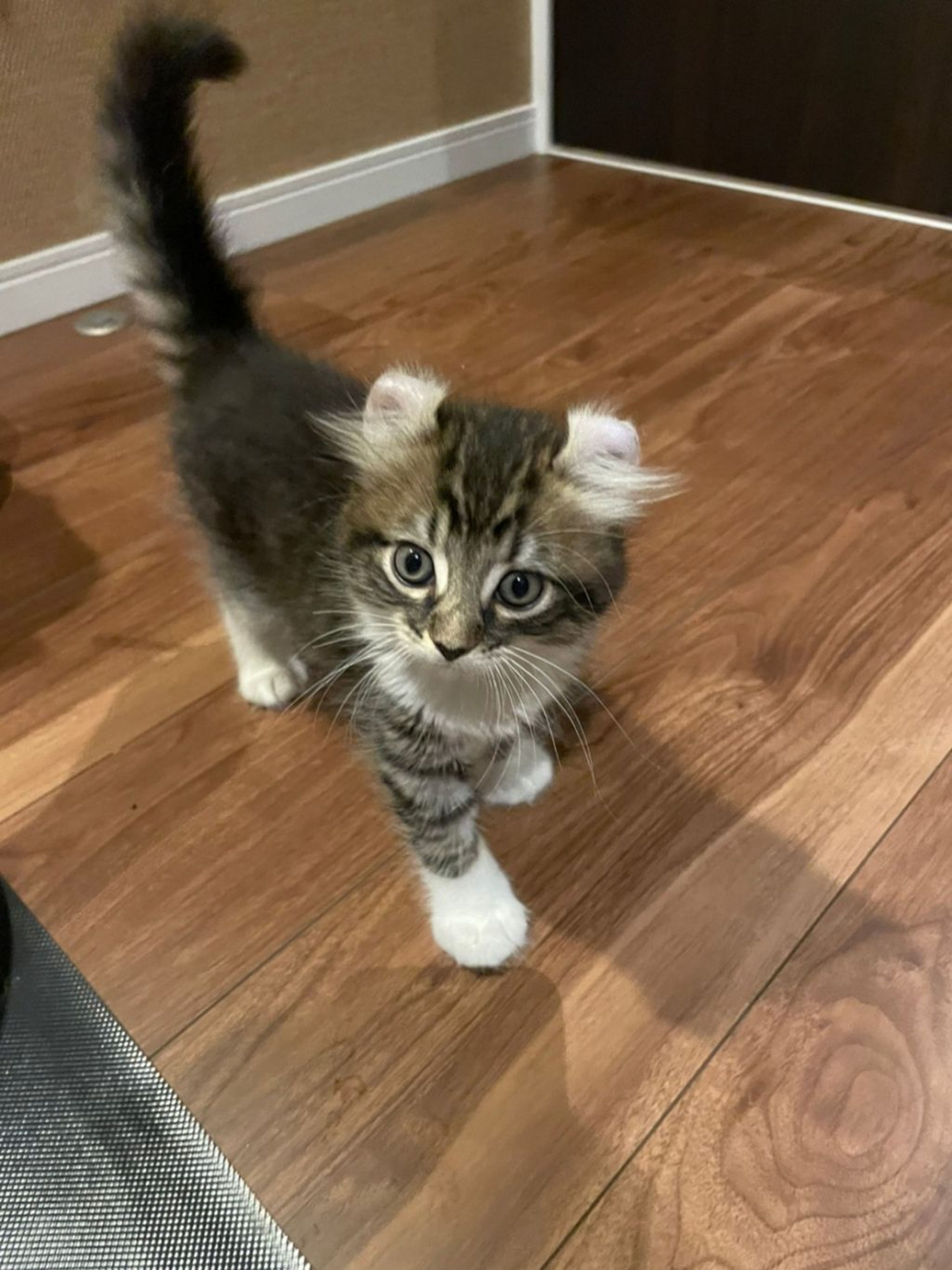 pet-image-2