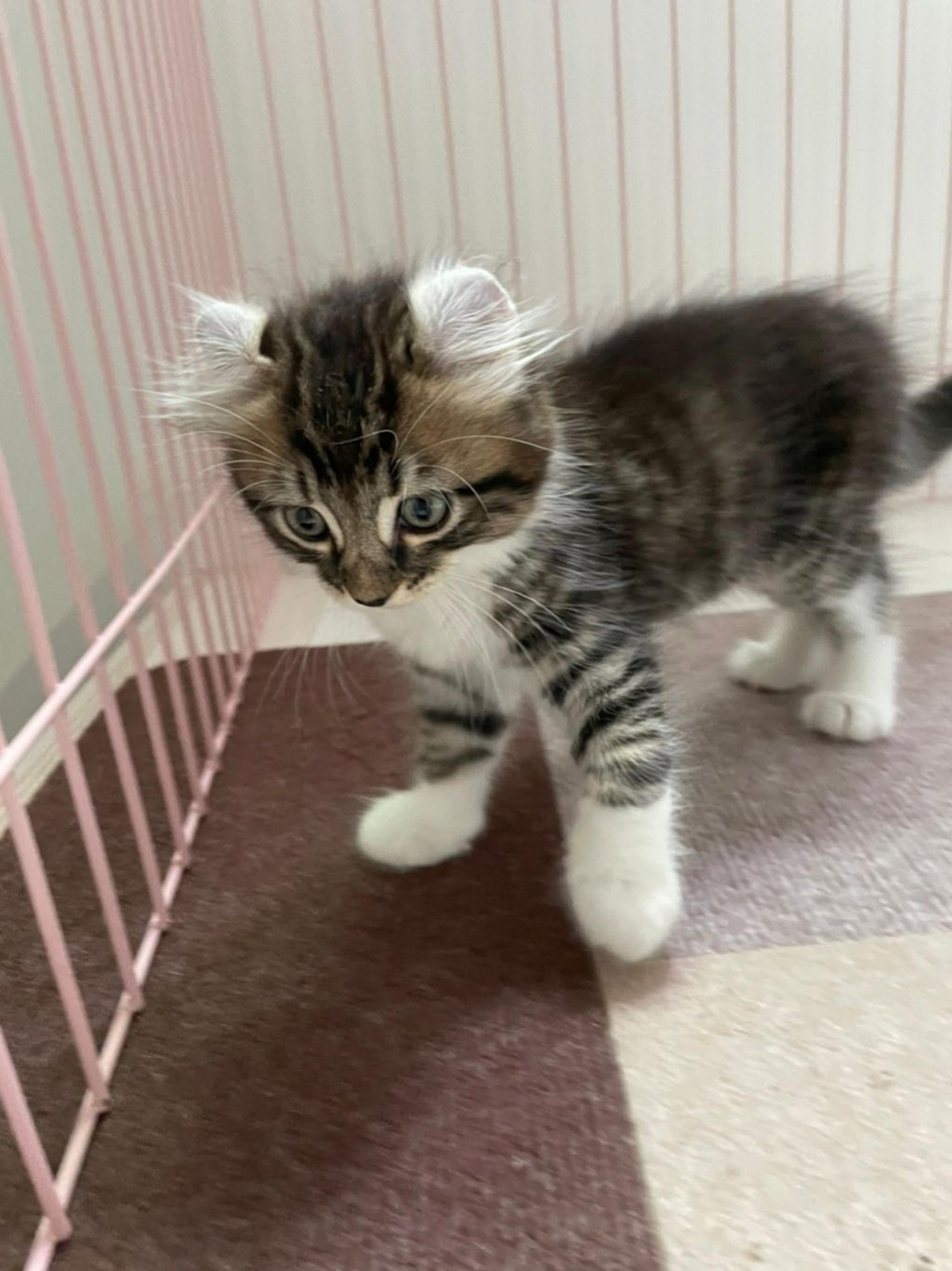 pet-image-3