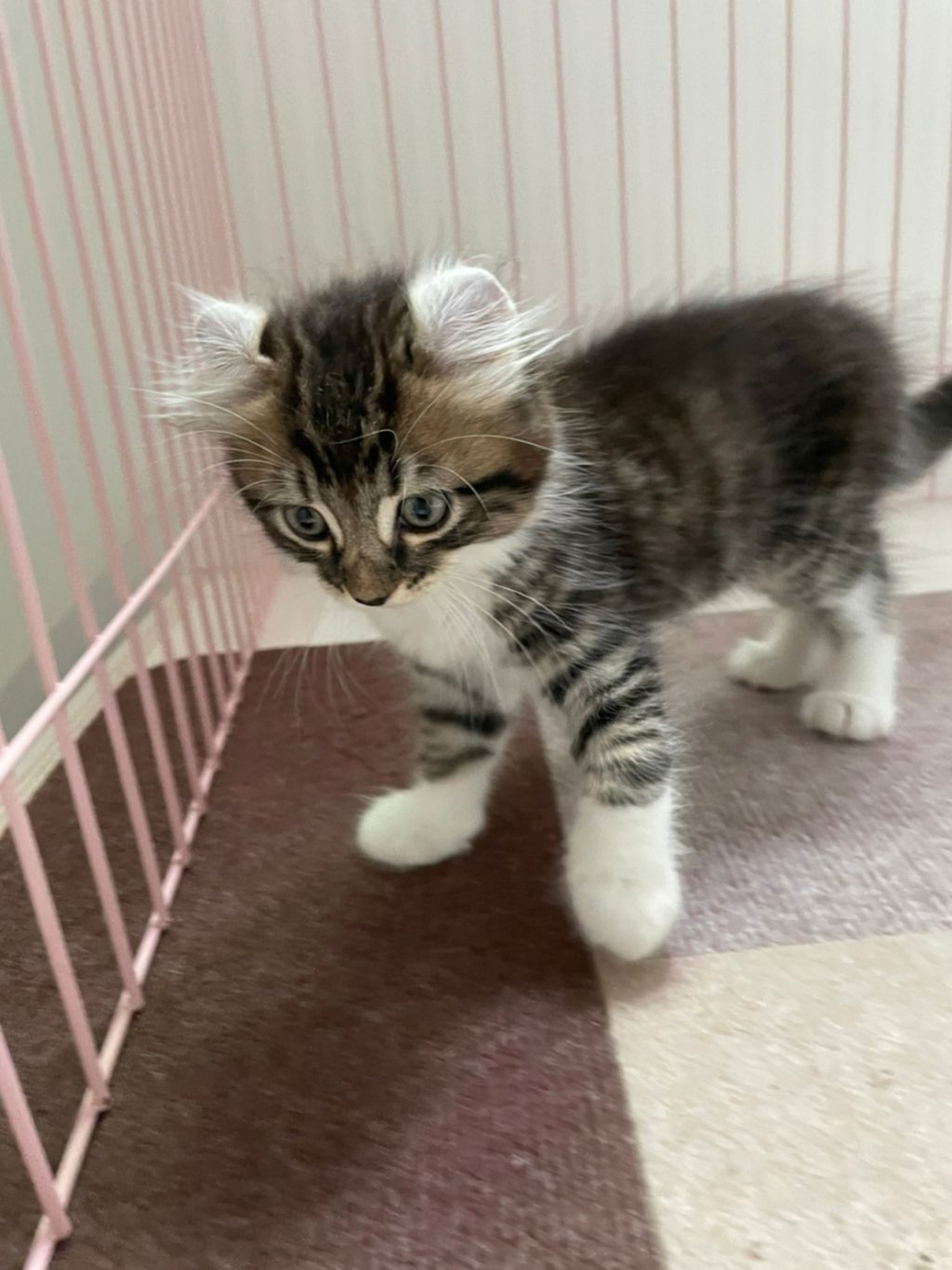 pet-image-3