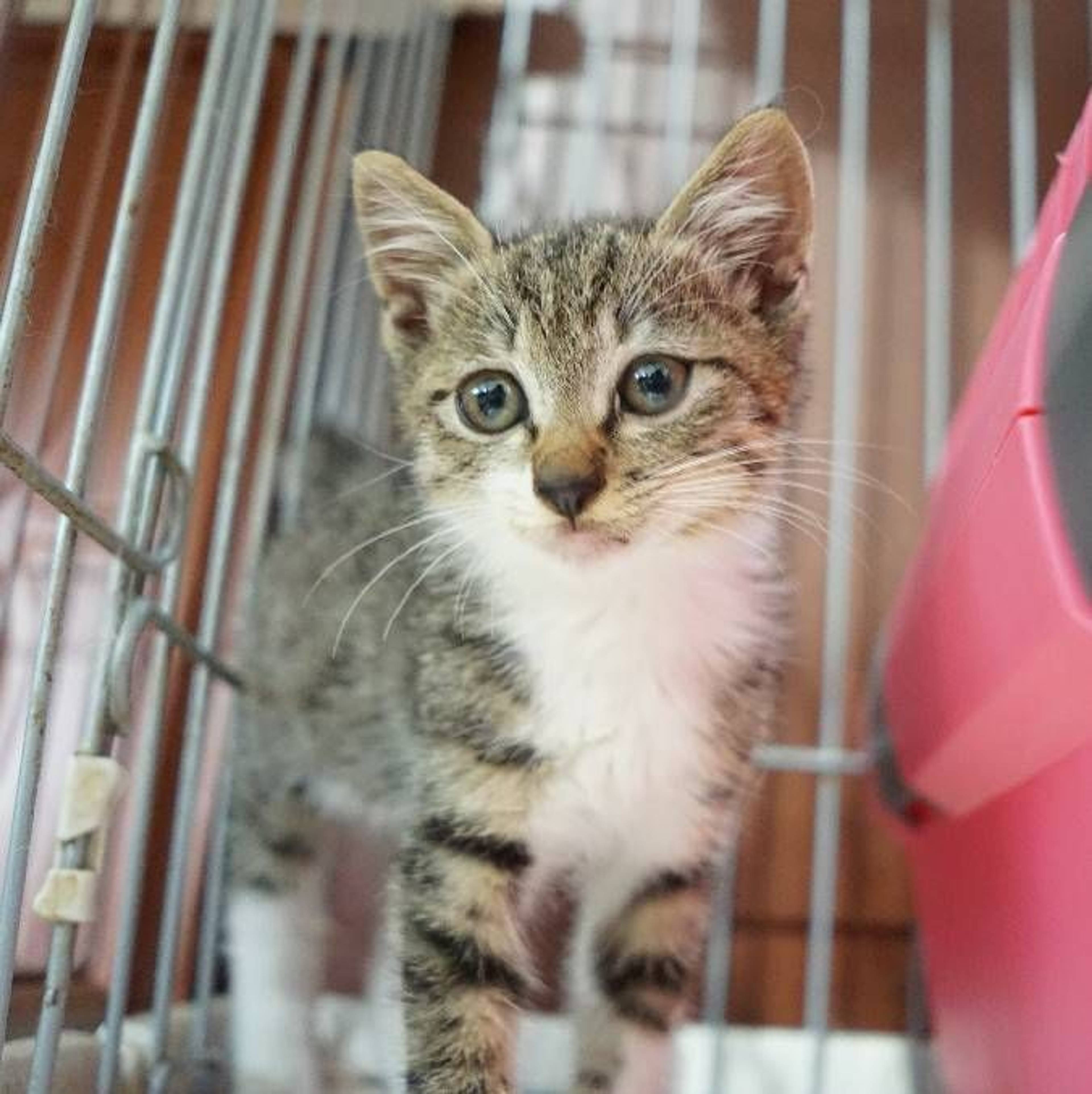 雑種（ミックス猫）・オスの里親募集の写真