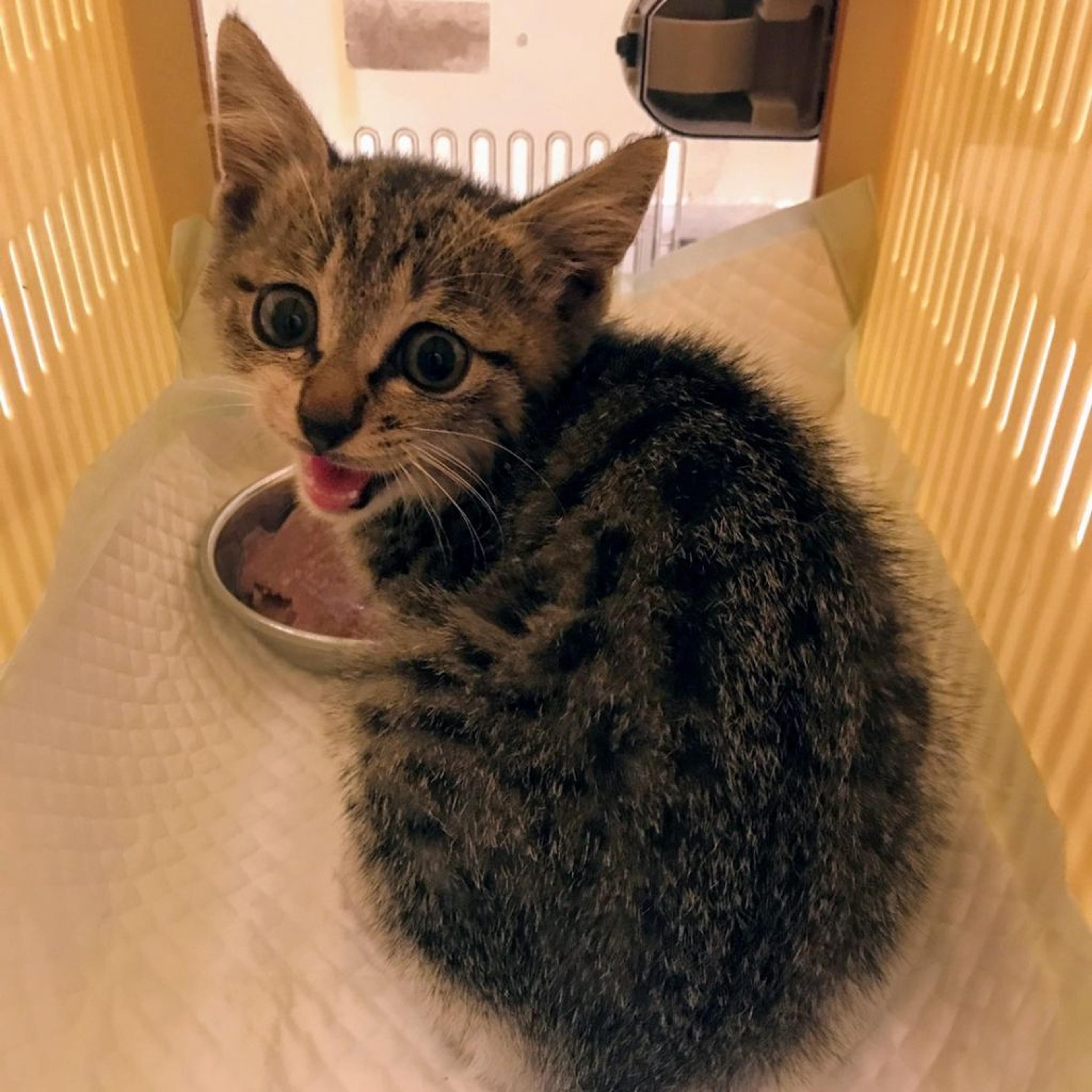 pet-image-2