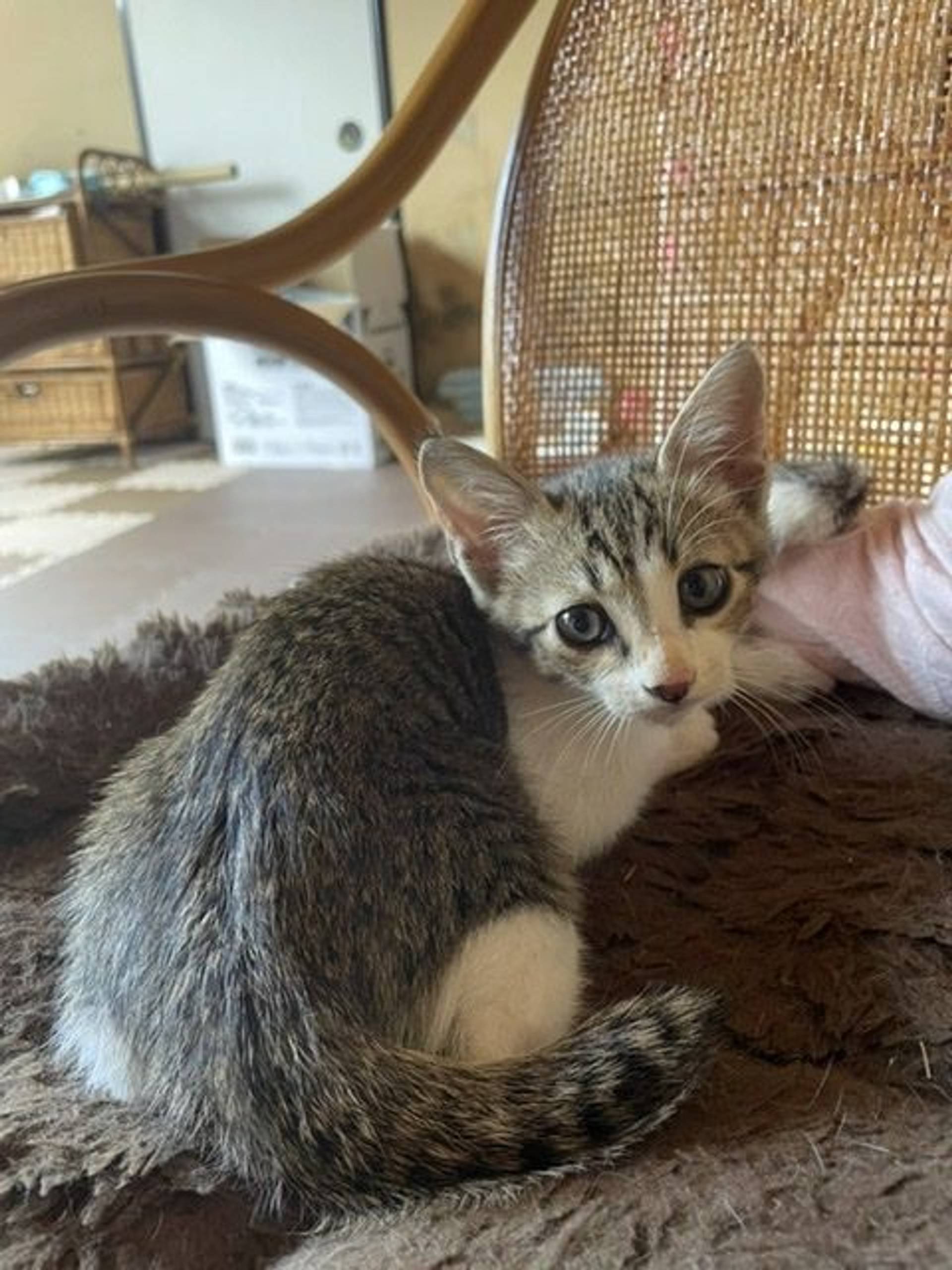 雑種（ミックス猫）・オスの里親募集の写真