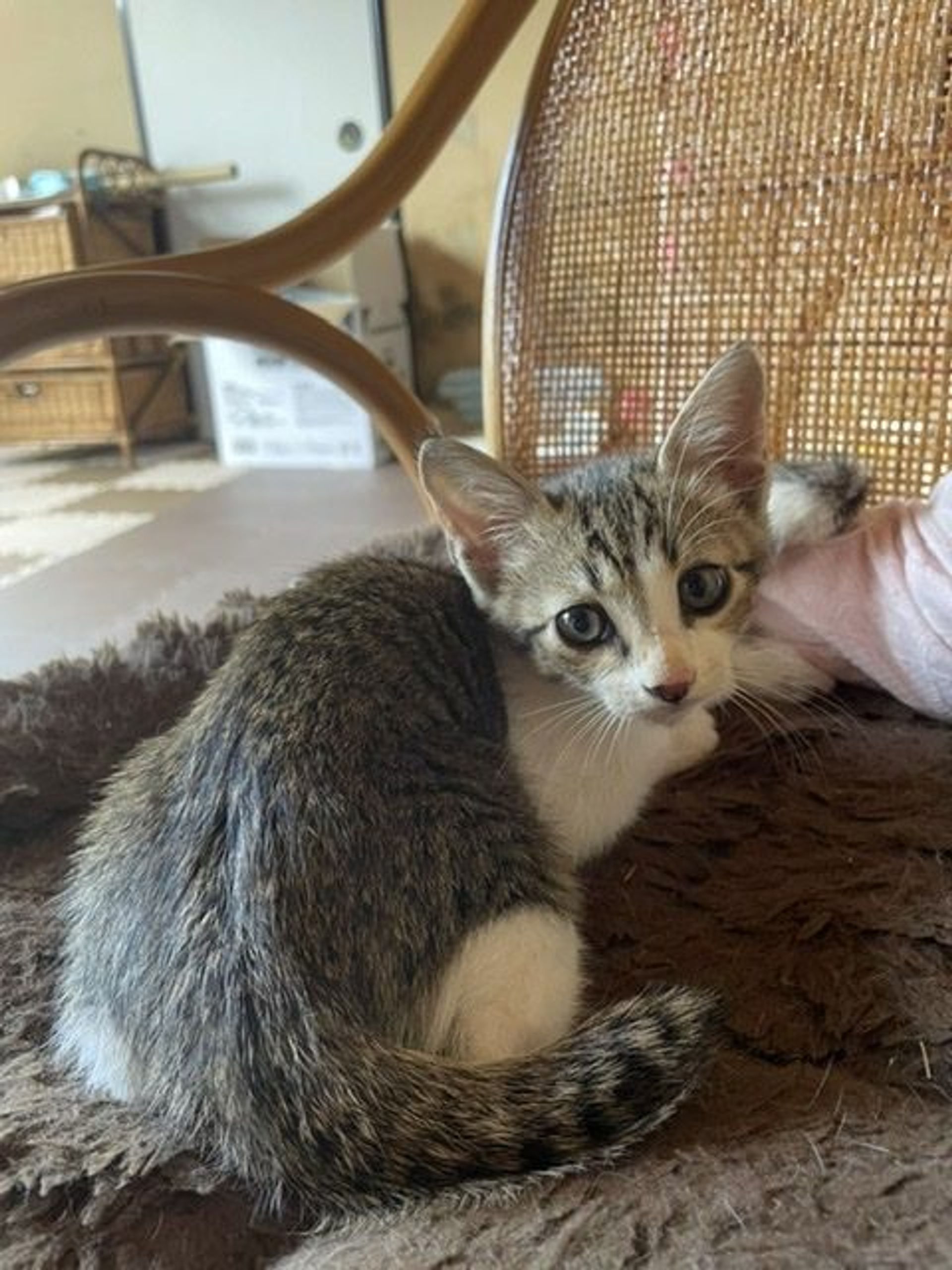 雑種（ミックス猫）・オスの里親募集の写真