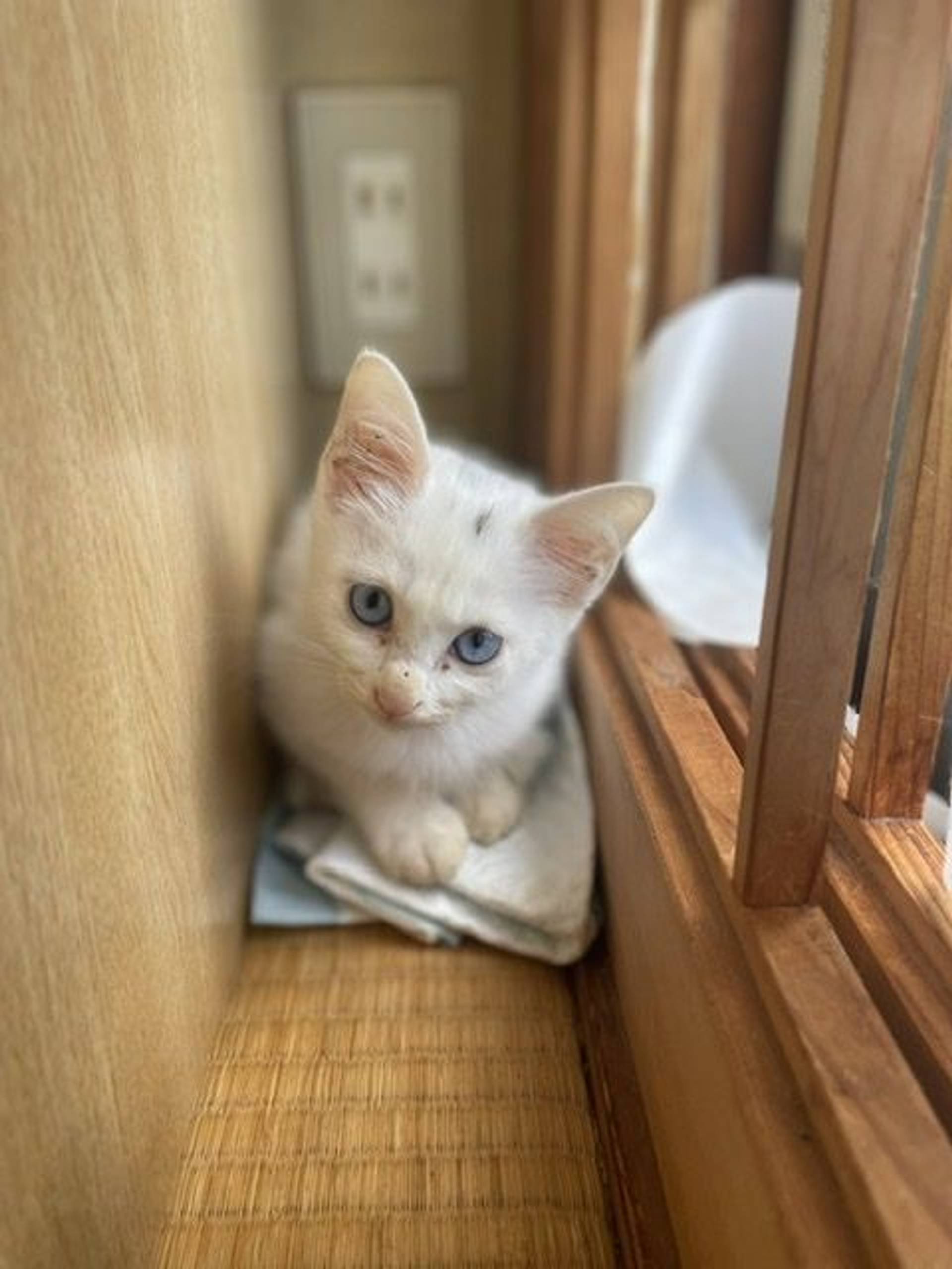 雑種（ミックス猫）・メスの里親募集の写真