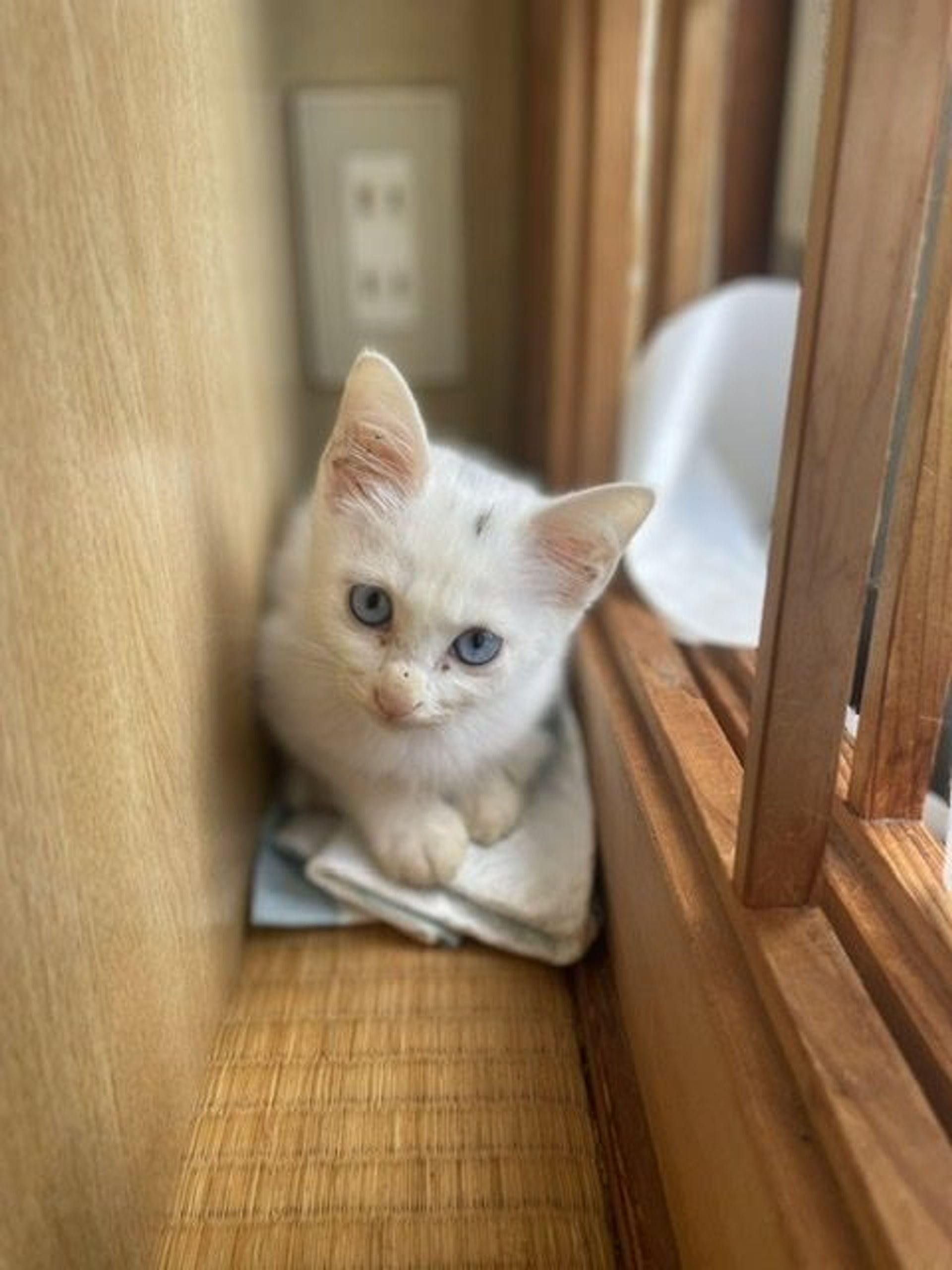 雑種（ミックス猫）・メスの里親募集の写真
