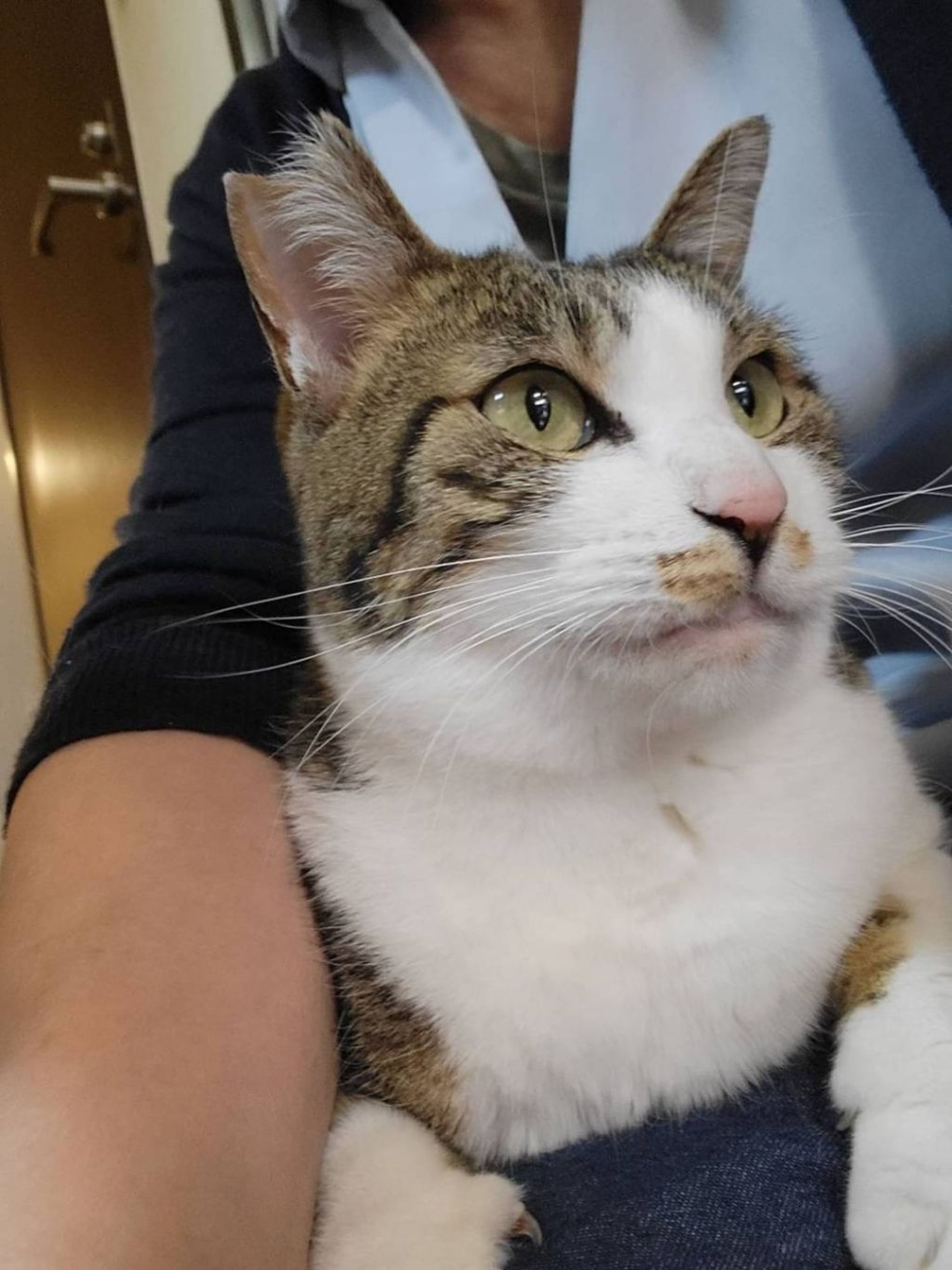 pet-image-2