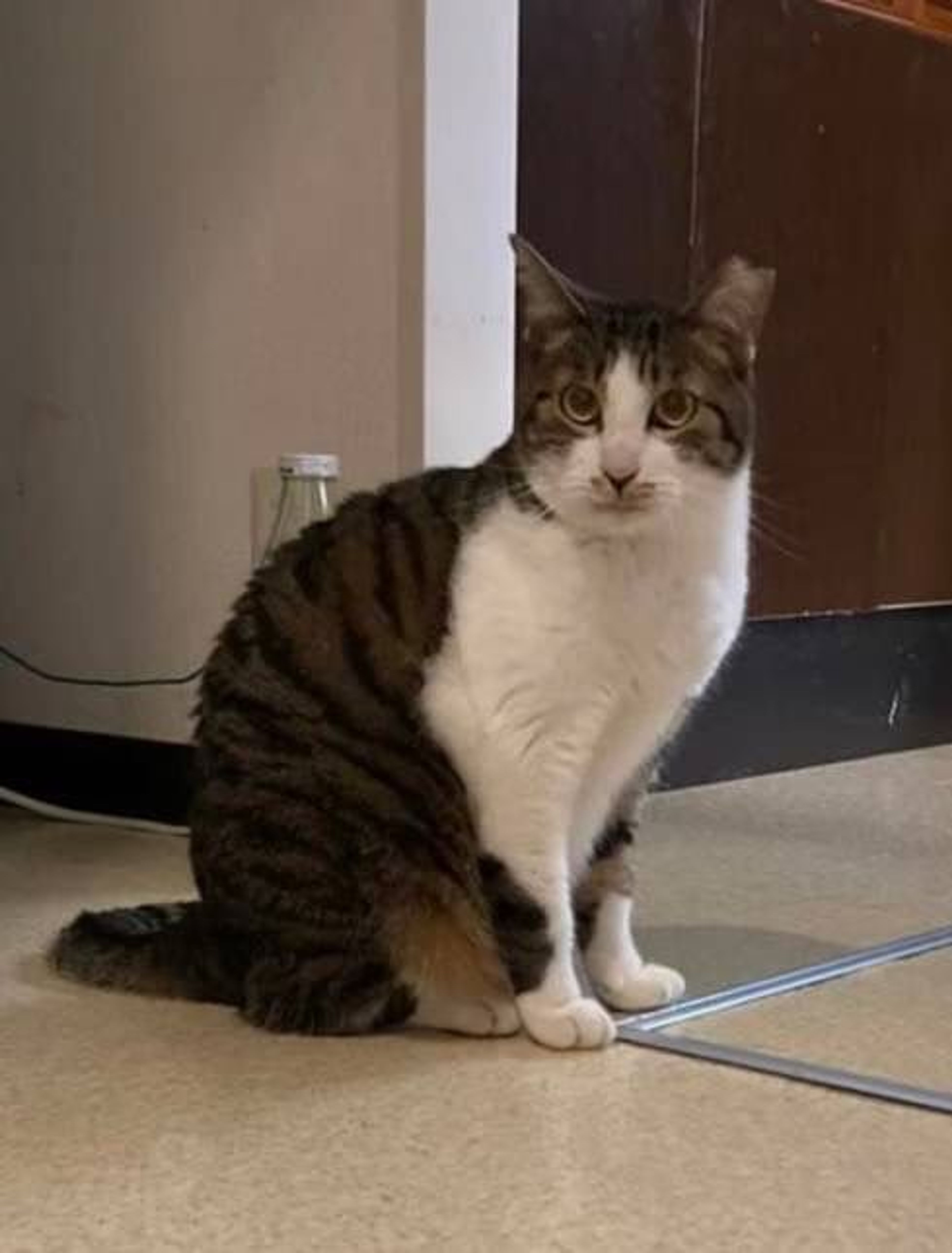 pet-image-3