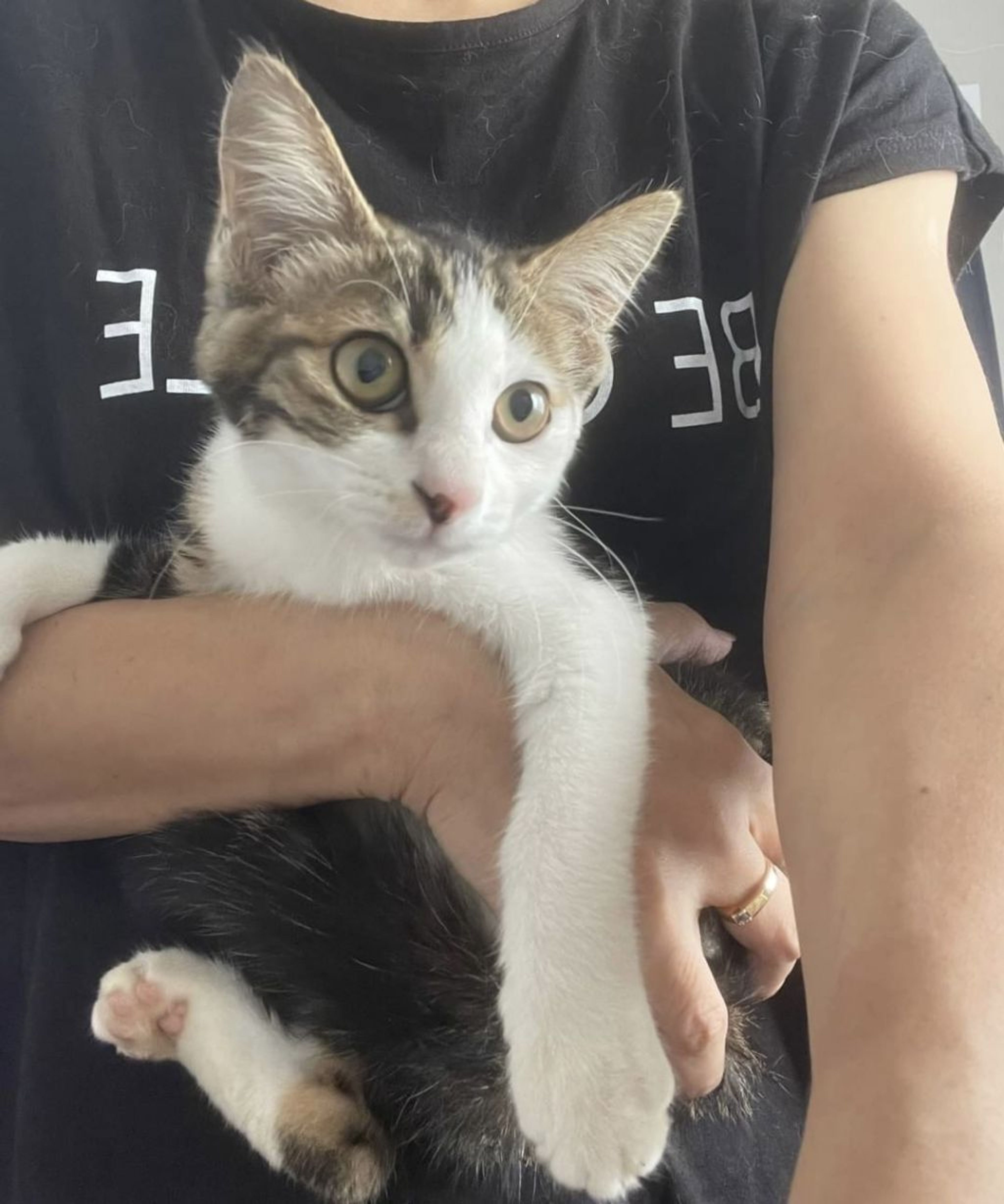 雑種（ミックス猫）・メスの里親募集の写真