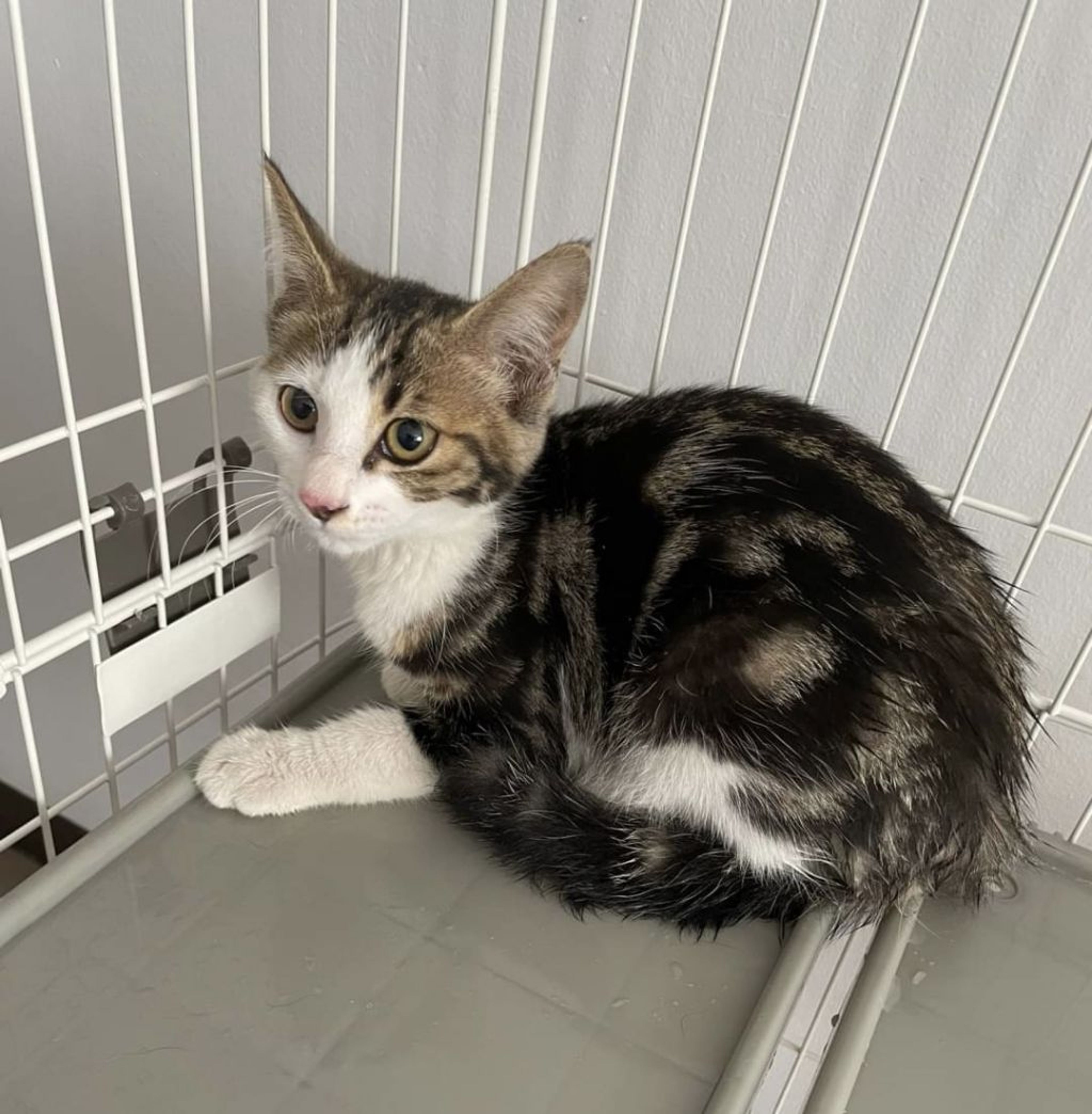 pet-image-3