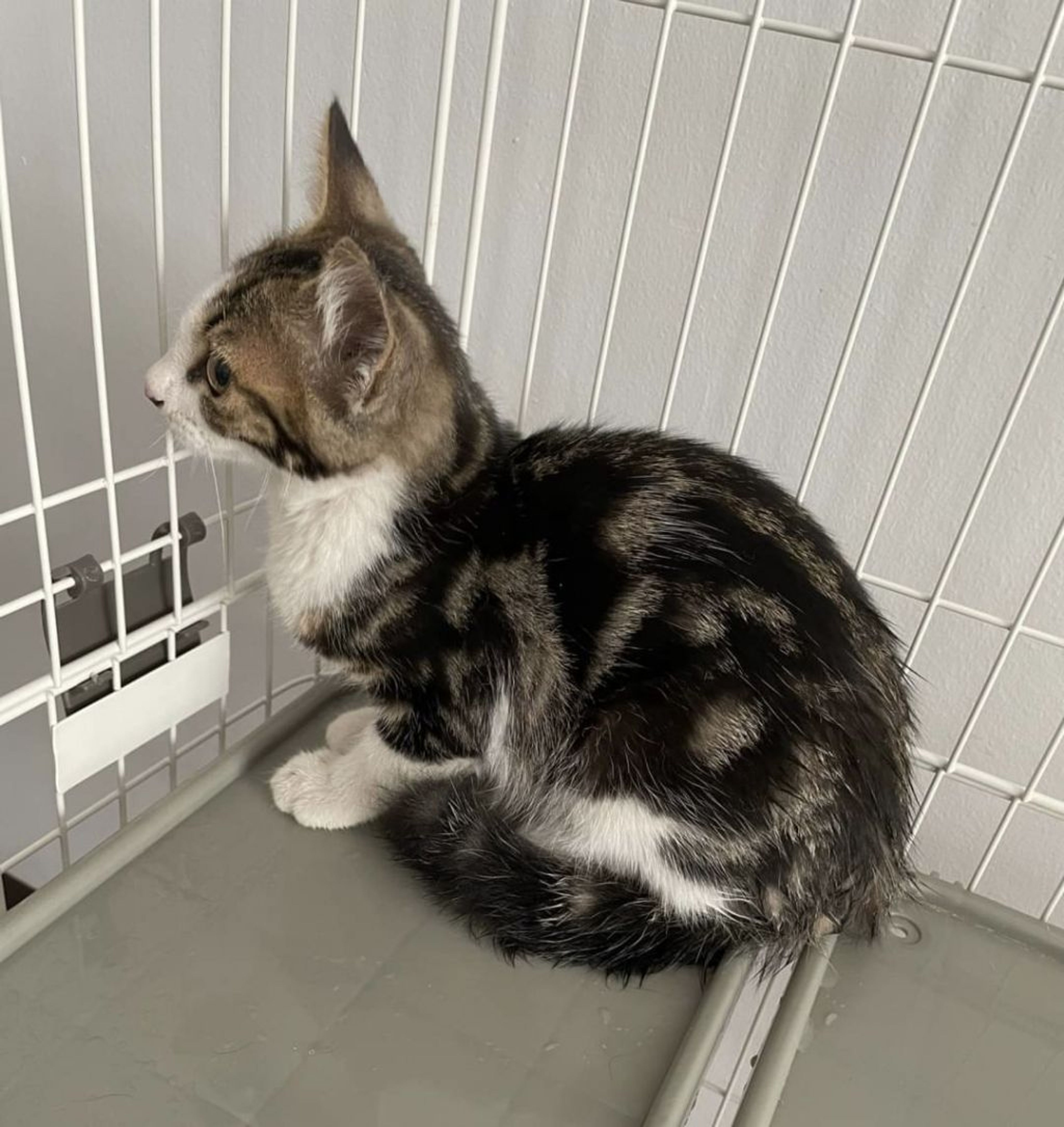 pet-image-4