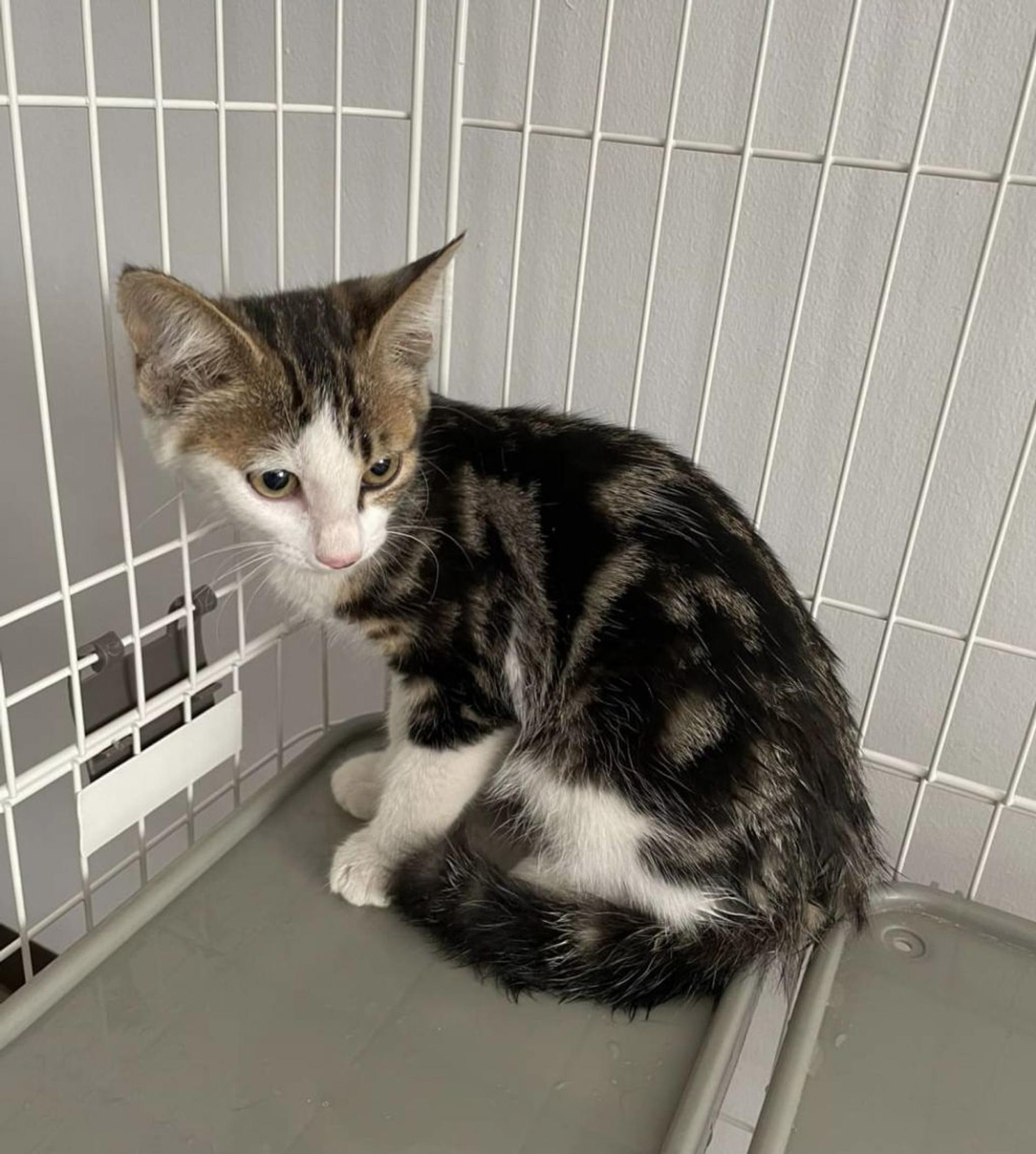 pet-image-5