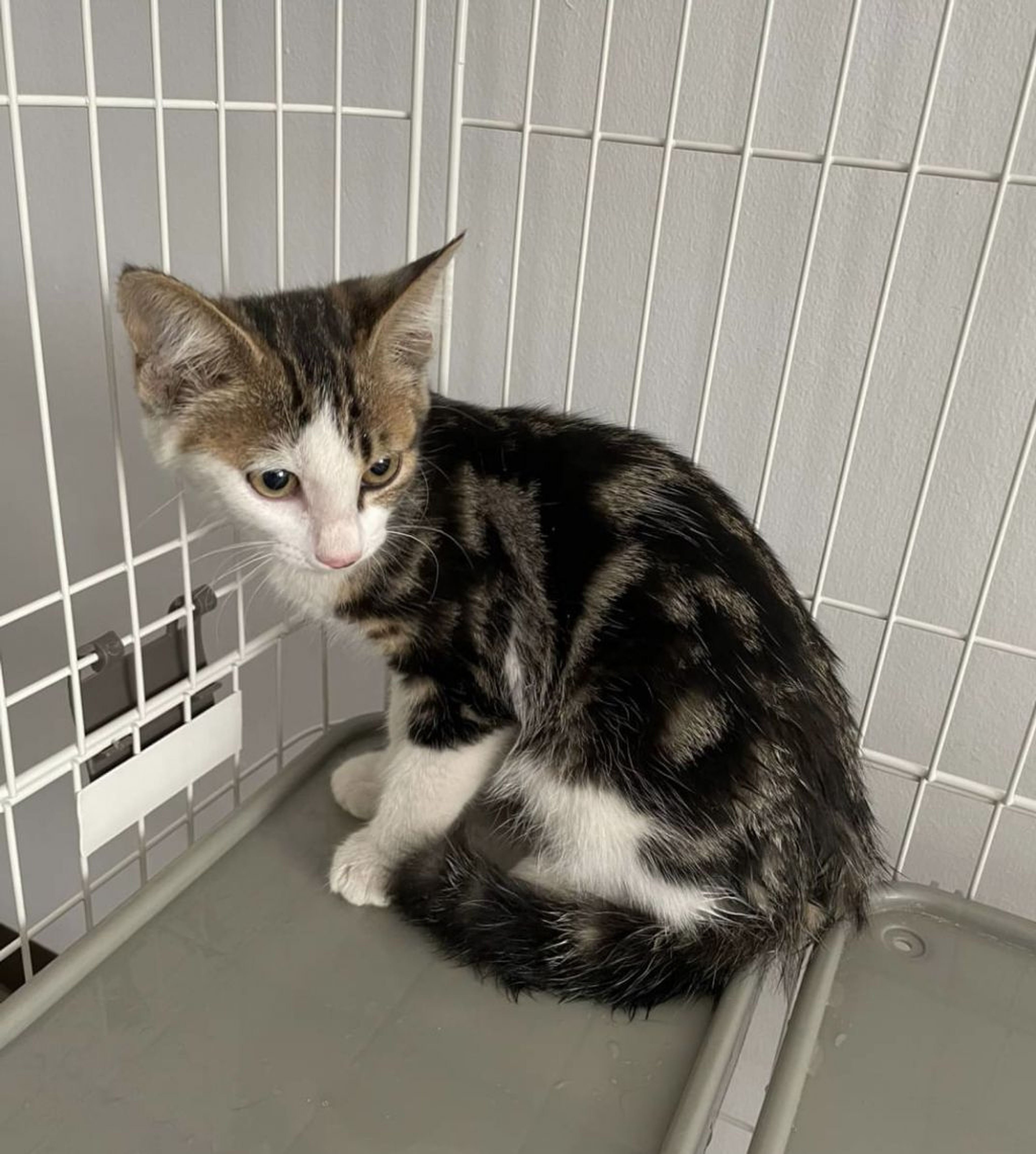 pet-image-5
