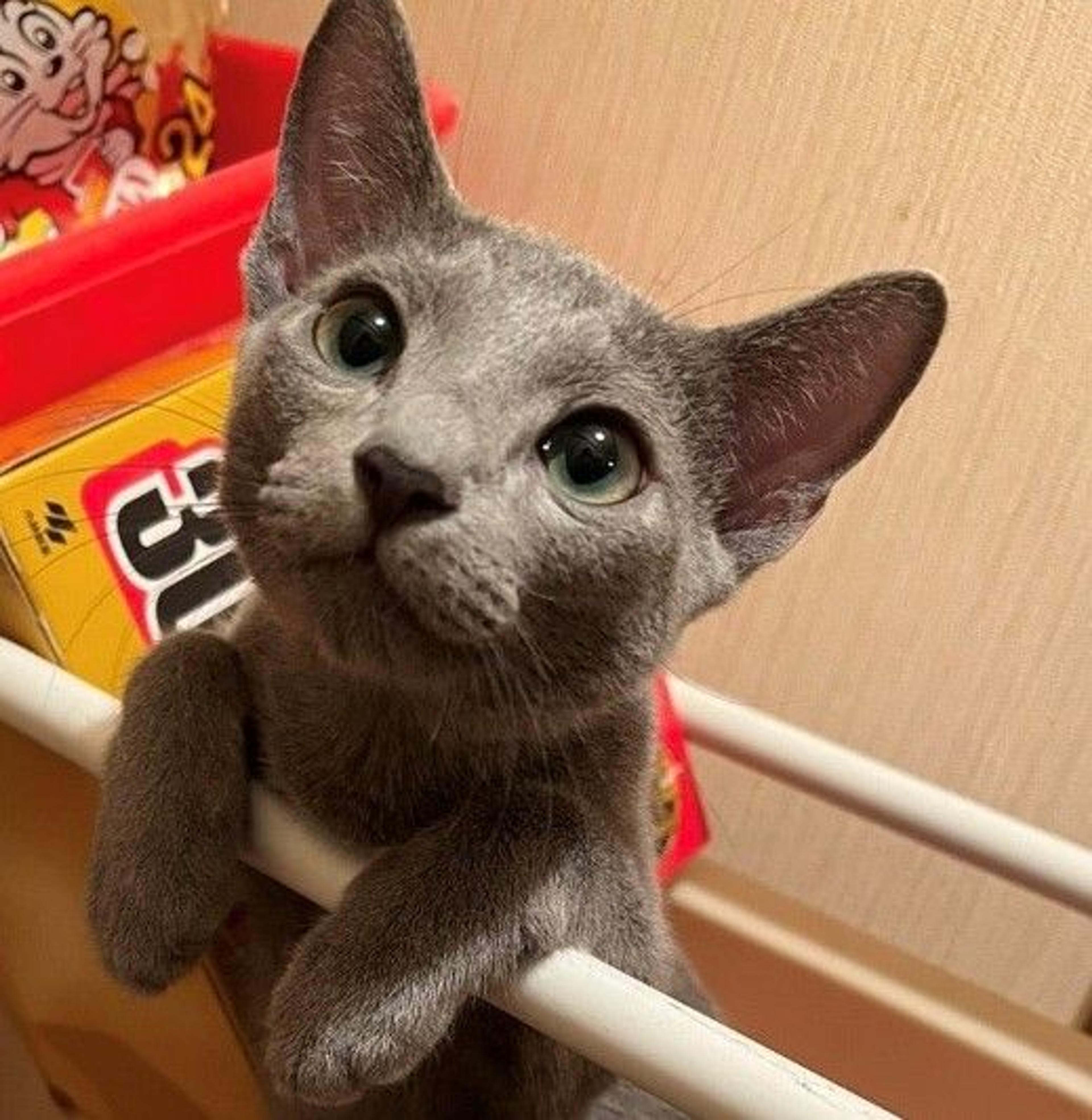 pet-image-2