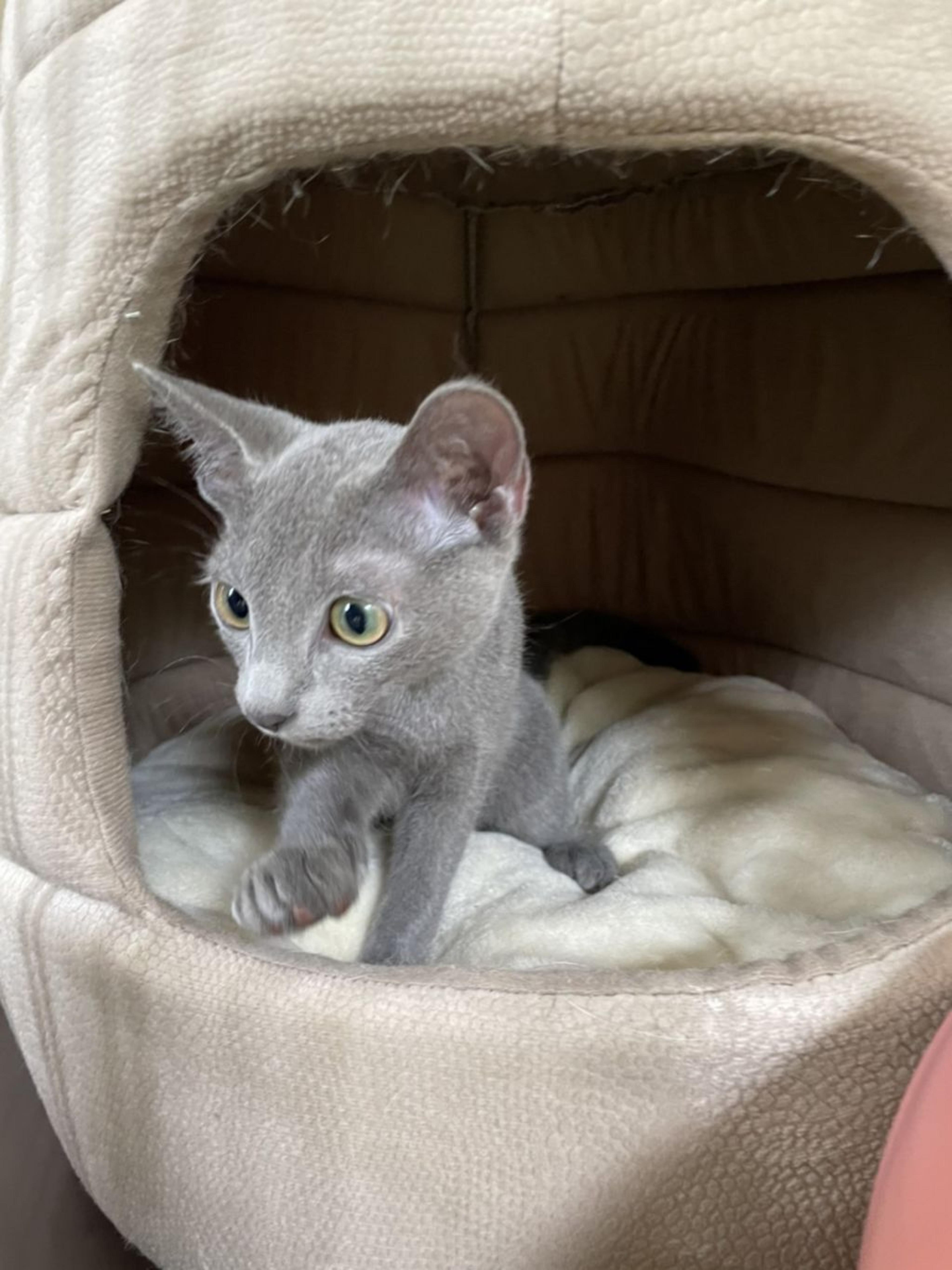 pet-image-3
