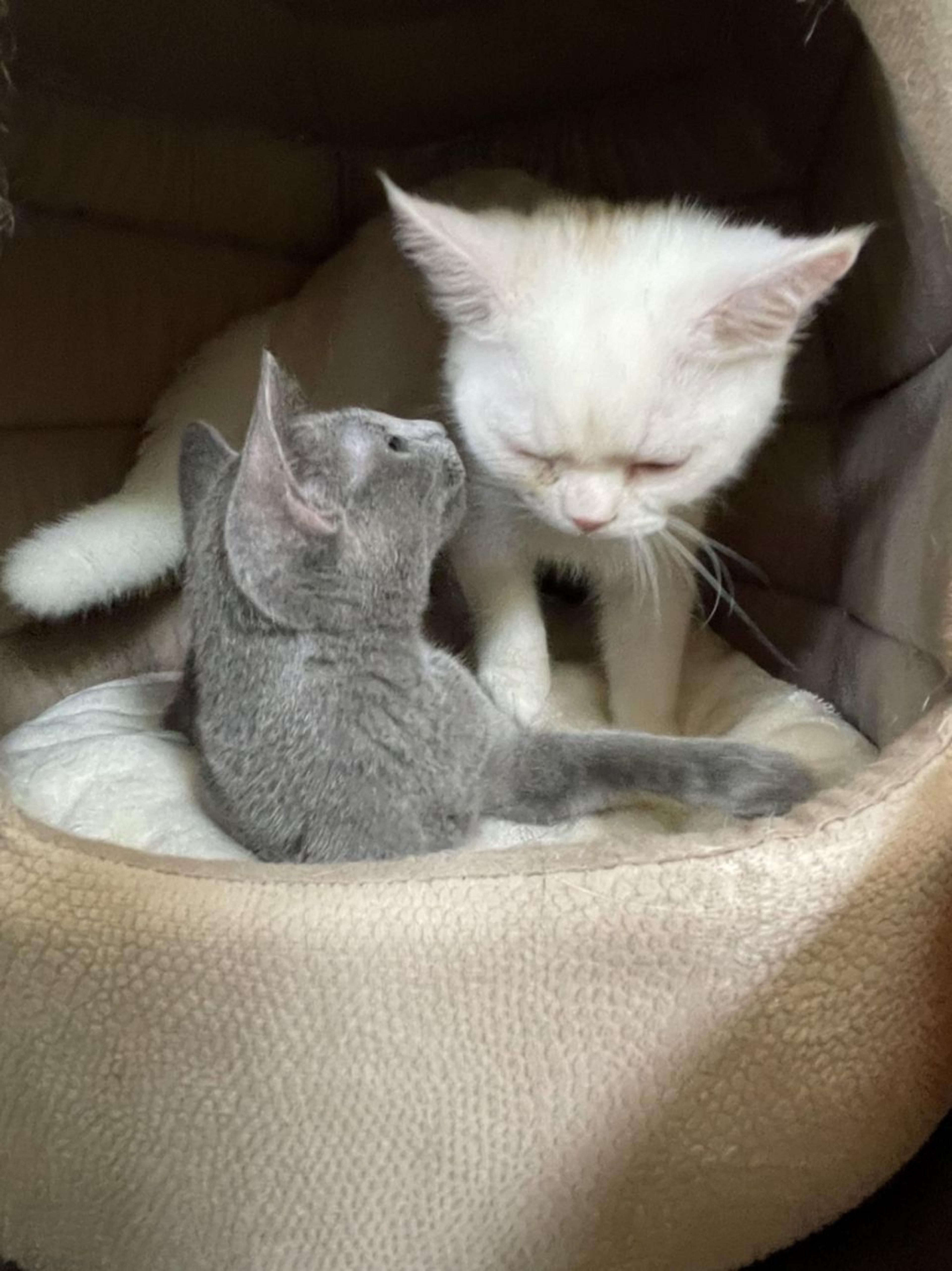 pet-image-4