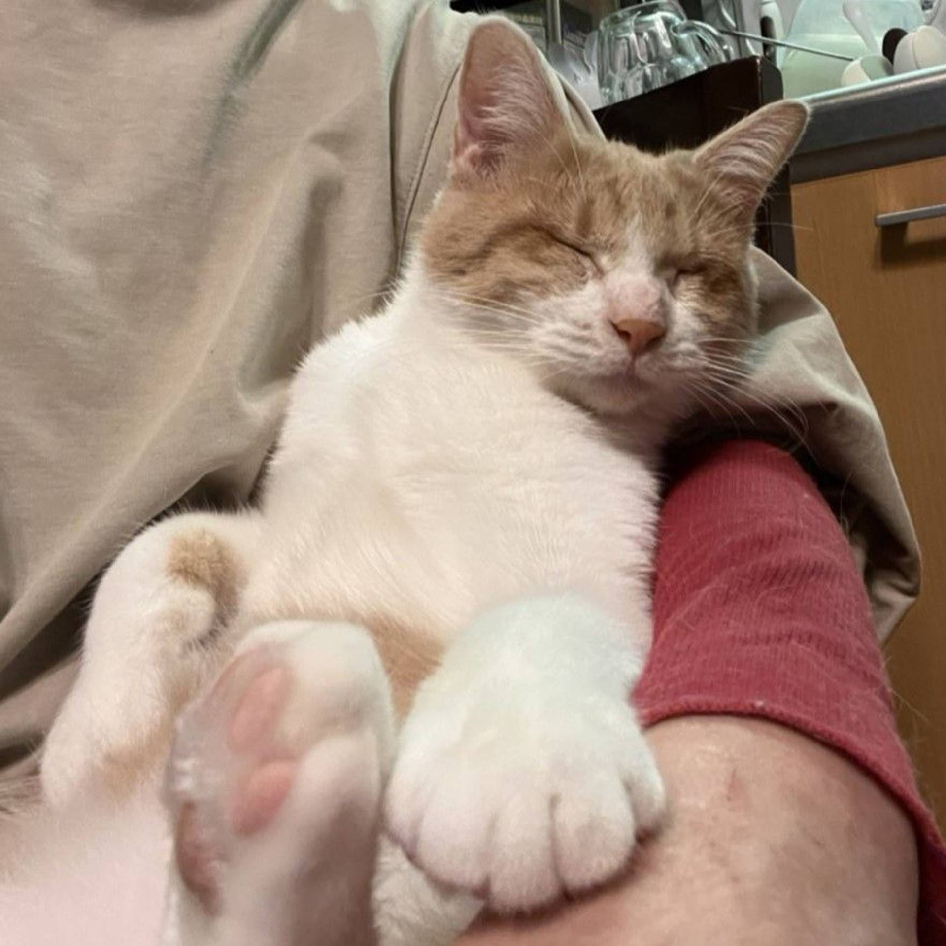 雑種（ミックス猫）・オスの里親募集の写真