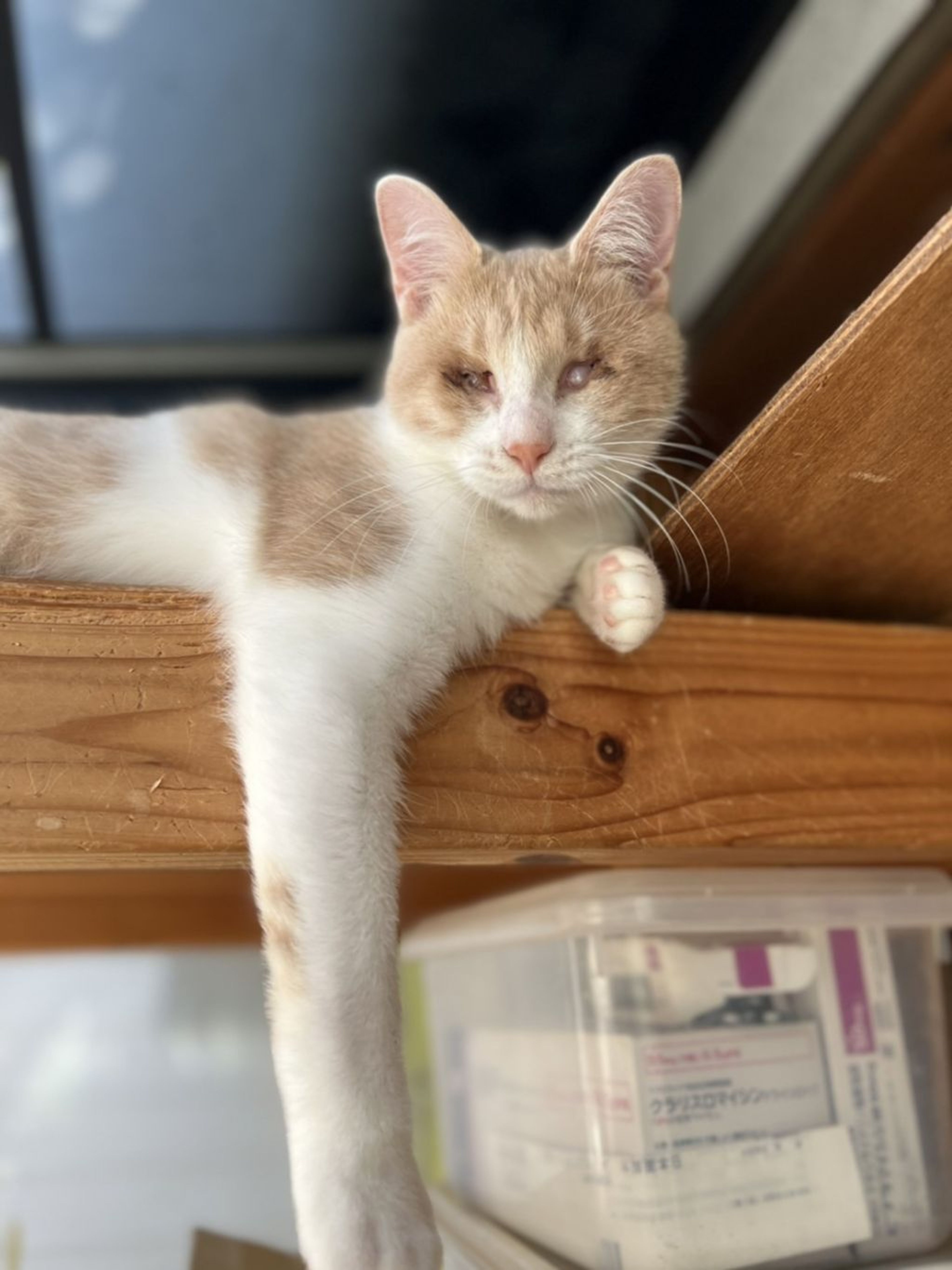 pet-image-3